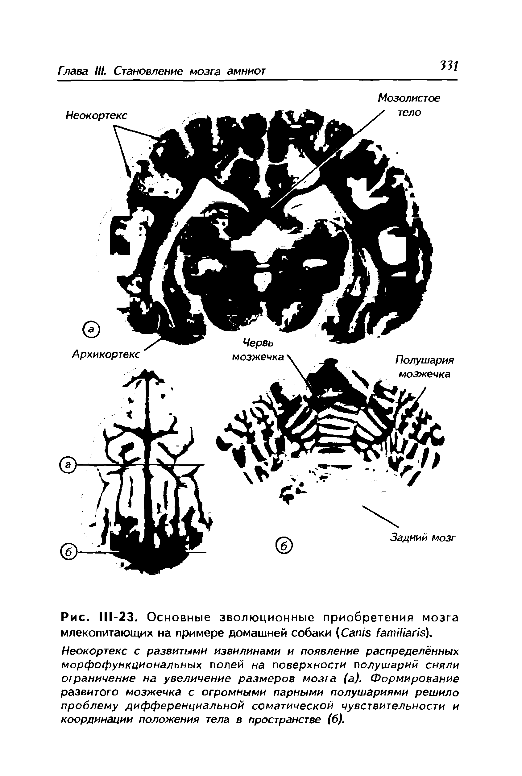 Рис. 111-23. Основные эволюционные приобретения мозга млекопитающих на примере домашней собаки (Сал/э /апиЦапз).