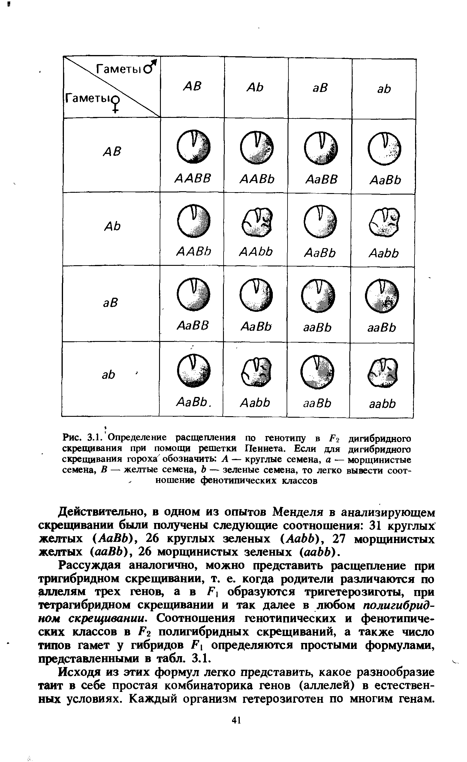 Рис. 3.1. Определение расщепления по генотипу в Т7 дигибридного скрещивания при помощи решетки Пеннета. Если для дигибридного скрещивания гороха обозначить А — круглые семена, а — морщинистые семена, В — желтые семена, Ь — зеленые семена, то легко вывести соот-. ношение фенотипических классов...