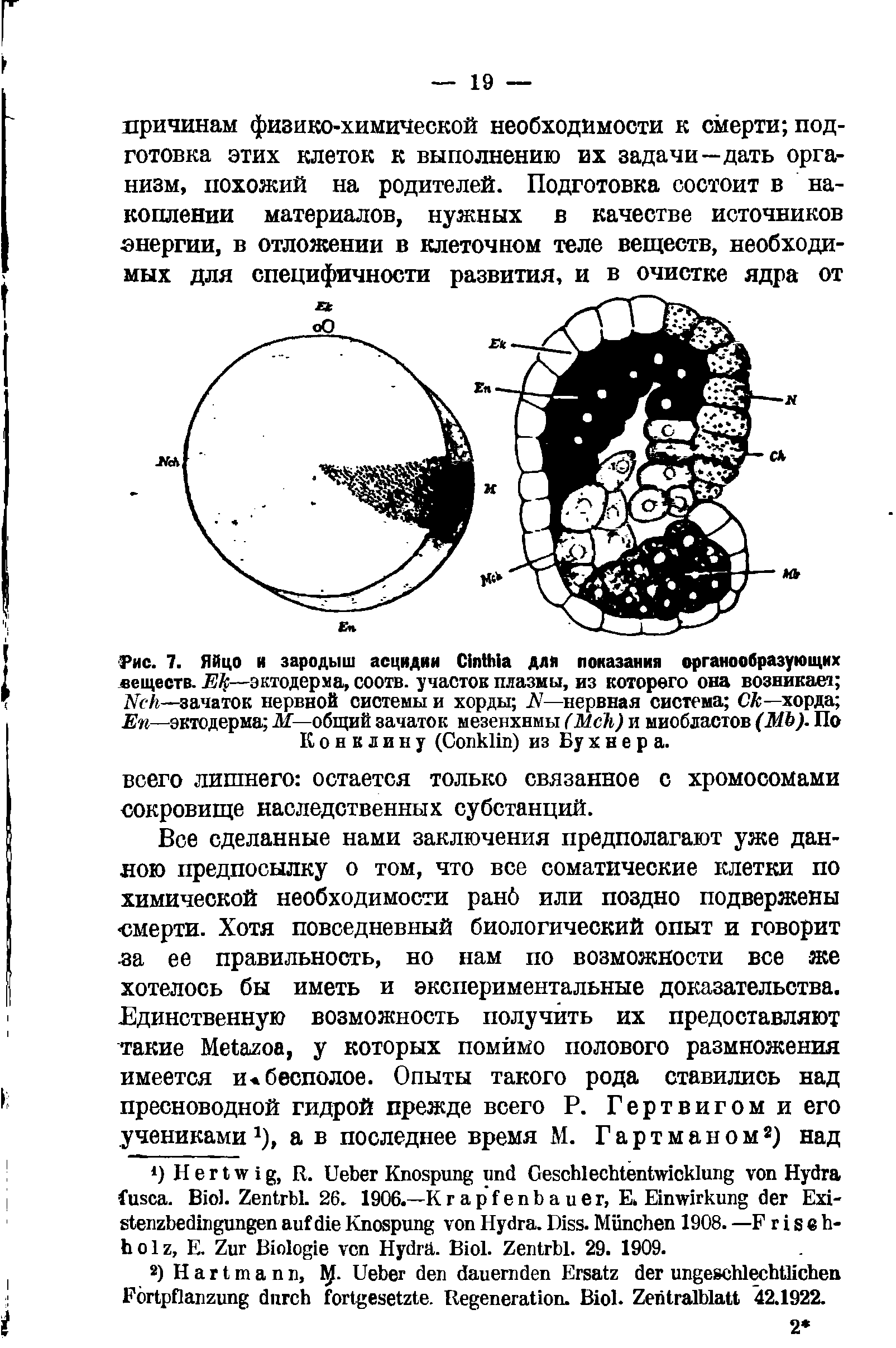 Рис. 7. Яйцо и зародыш асцидии C дли показания органообразующих веществ. E —эктодерма, соотв. участок плазмы, из которого она возникает N - —зачаток нервной системы и хорды N—нервная система Ск—хорда Еп—эктодерма М— общий зачаток мезенхимы (M ) и миобластов (МЬ). По Конклину (C ) из Бу х н е р а.