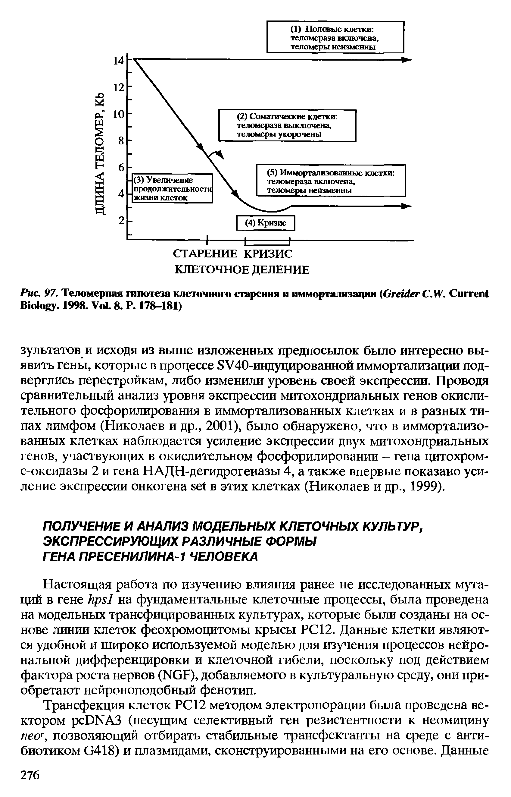 Рис. 97. Теломерная гипотеза клеточного старения и иммортализации (G C.W. C B . 1998. V . 8. P. 178-181)...