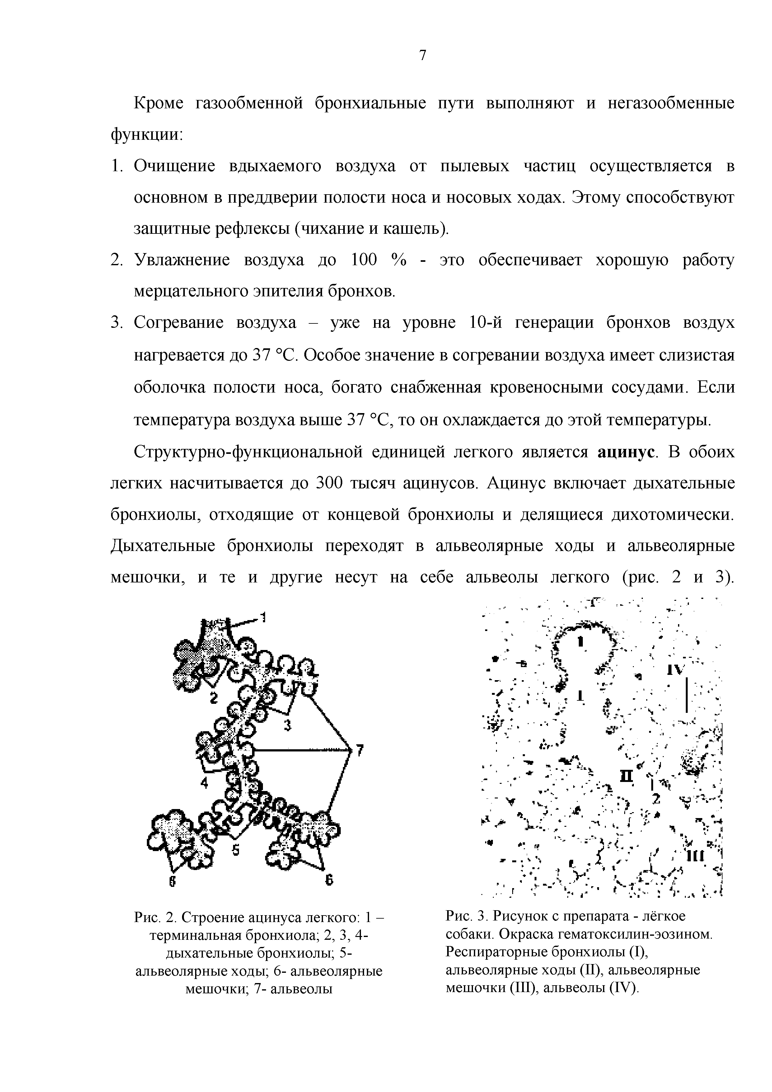 Рис. 2. Строение ацинуса легкого 1 -терминальная бронхиола 2, 3, 4-дыхательные бронхиолы 5-альвеолярные ходы 6- альвеолярные мешочки 7- альвеолы...
