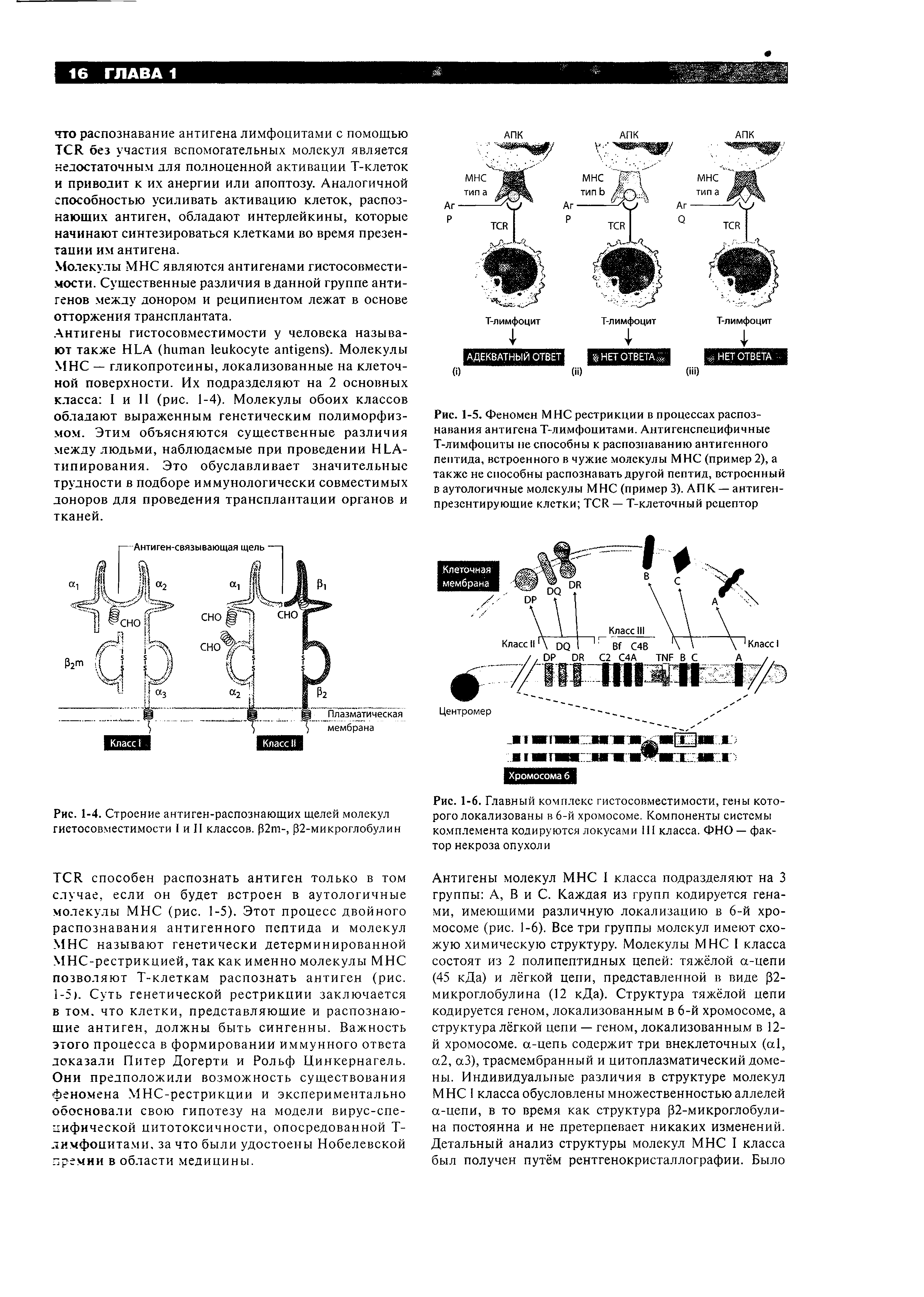 Рис. 1-5. Феномен МНС рестрикции в процессах распознавания антигена Т-лимфоцитами. Антигенспецифичные Т-лимфоциты не способны к распознаванию антигенного пептида, встроенного в чужие молекулы МНС (пример 2), а также не способны распознавать другой пептид, встроенный в аутологичные молекулы МНС (пример 3). АПК — антигенпрезентирующие клетки ТСИ — Т-клеточный рецептор...