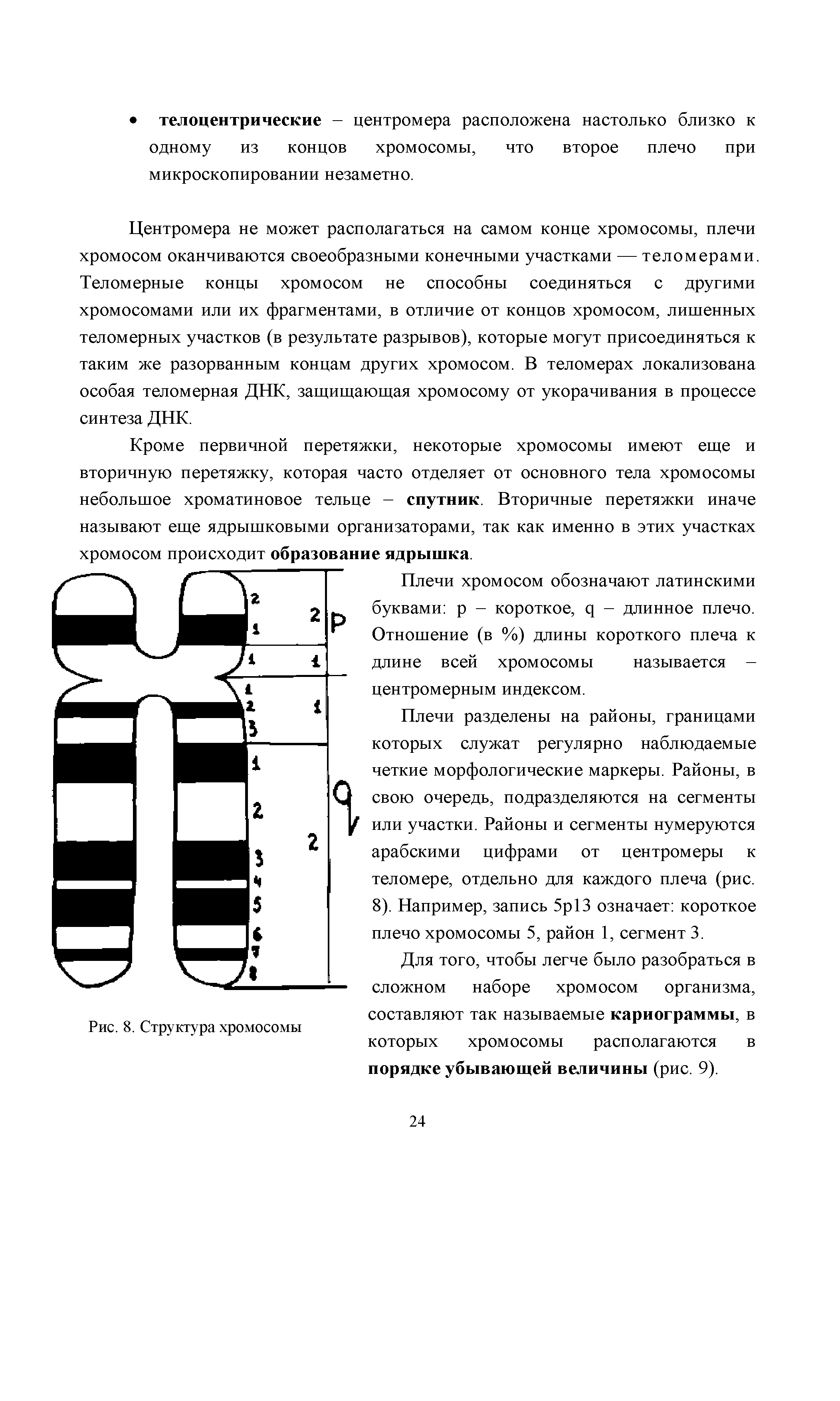 Рис. 8. Структура хромосомы составляют так называемые кариограммы, в которых хромосомы располагаются в порядке убывающей величины (рис. 9).