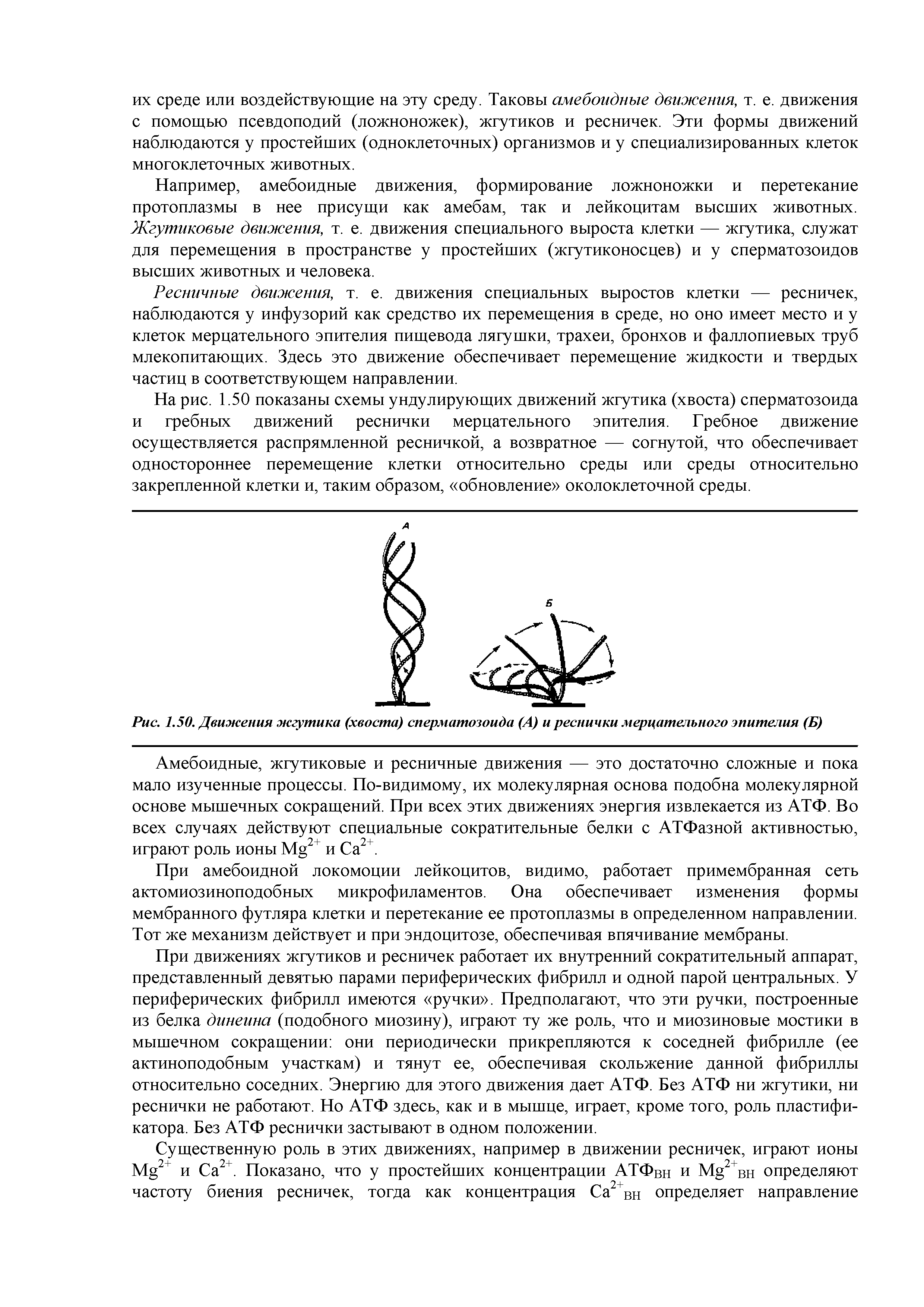 Рис. 1.50. Движения жгутика (хвоста) сперматозоида (А) и реснички мерцательного эпителия (Б)...