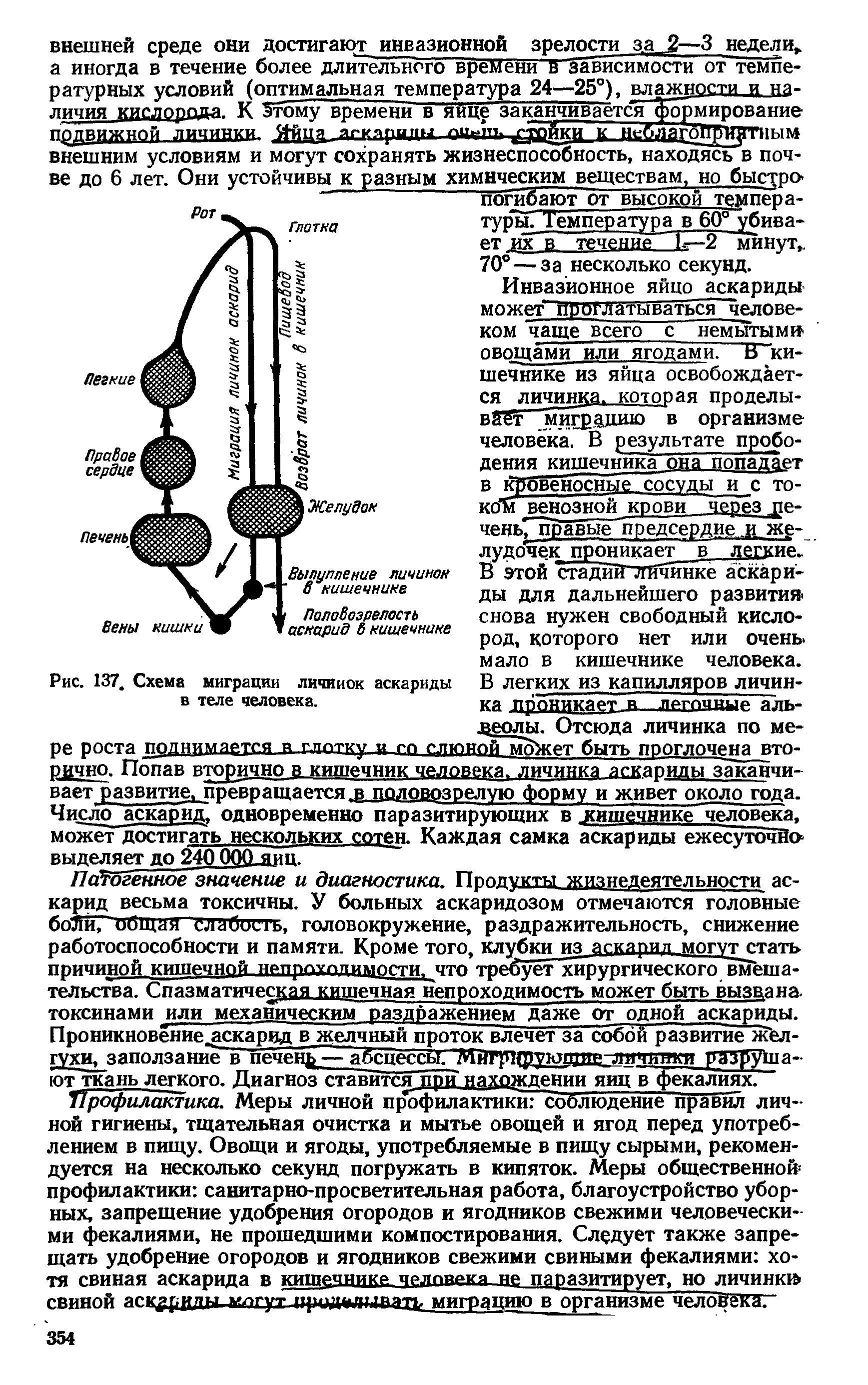 Рис. 137. Схема миграции личинок аскариды в теле человека.