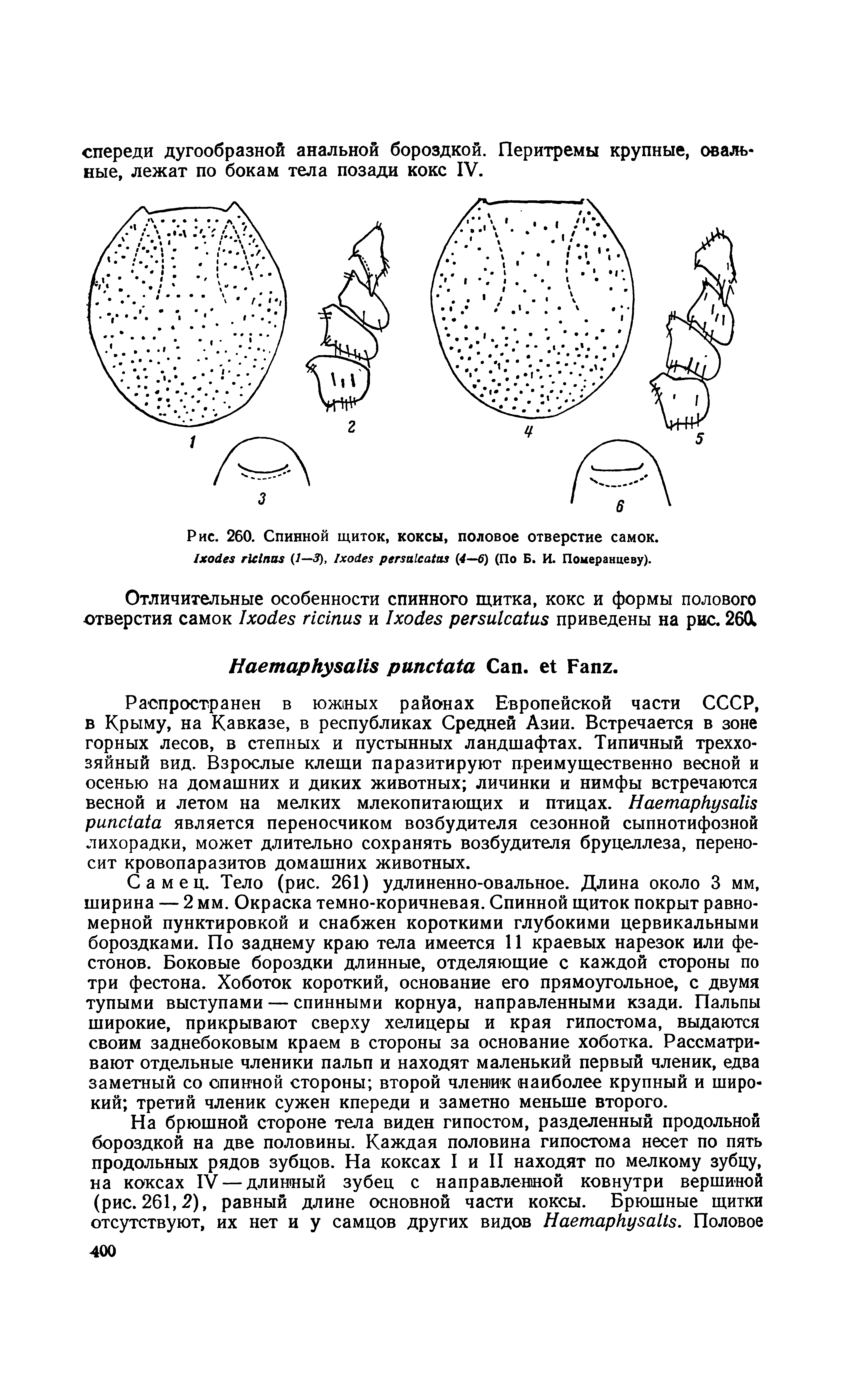 Рис. 260. Спинной щиток, коксы, половое отверстие самок. I (/—< ), I (4—6) (По Б. И. Померанцеву).