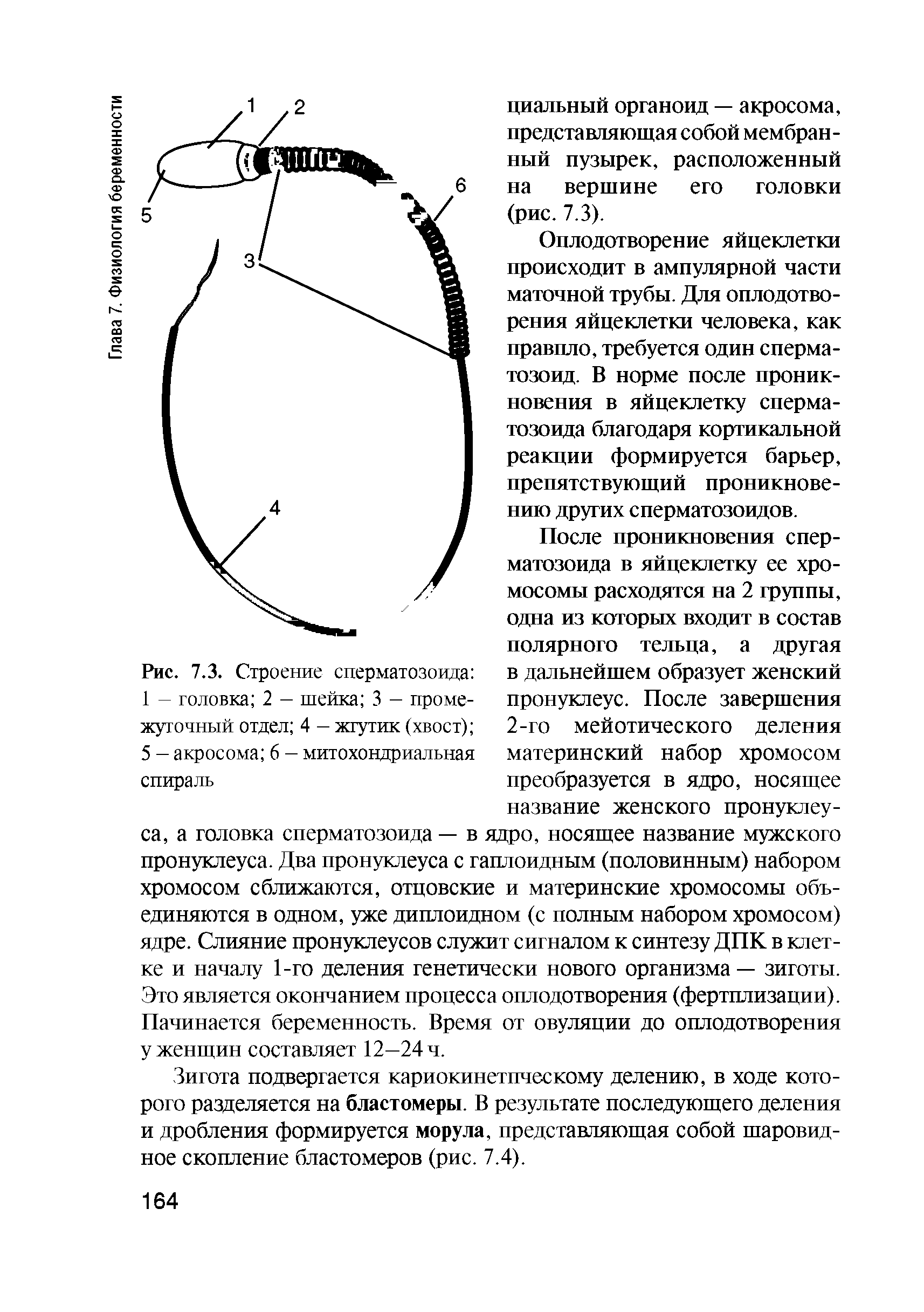 Рис. 7.3. Строение сперматозоида 1 — головка 2 — шейка 3 — промежуточный отдел 4 — жгутик (хвост) 5 - акросома 6 - митохондриальная спираль...