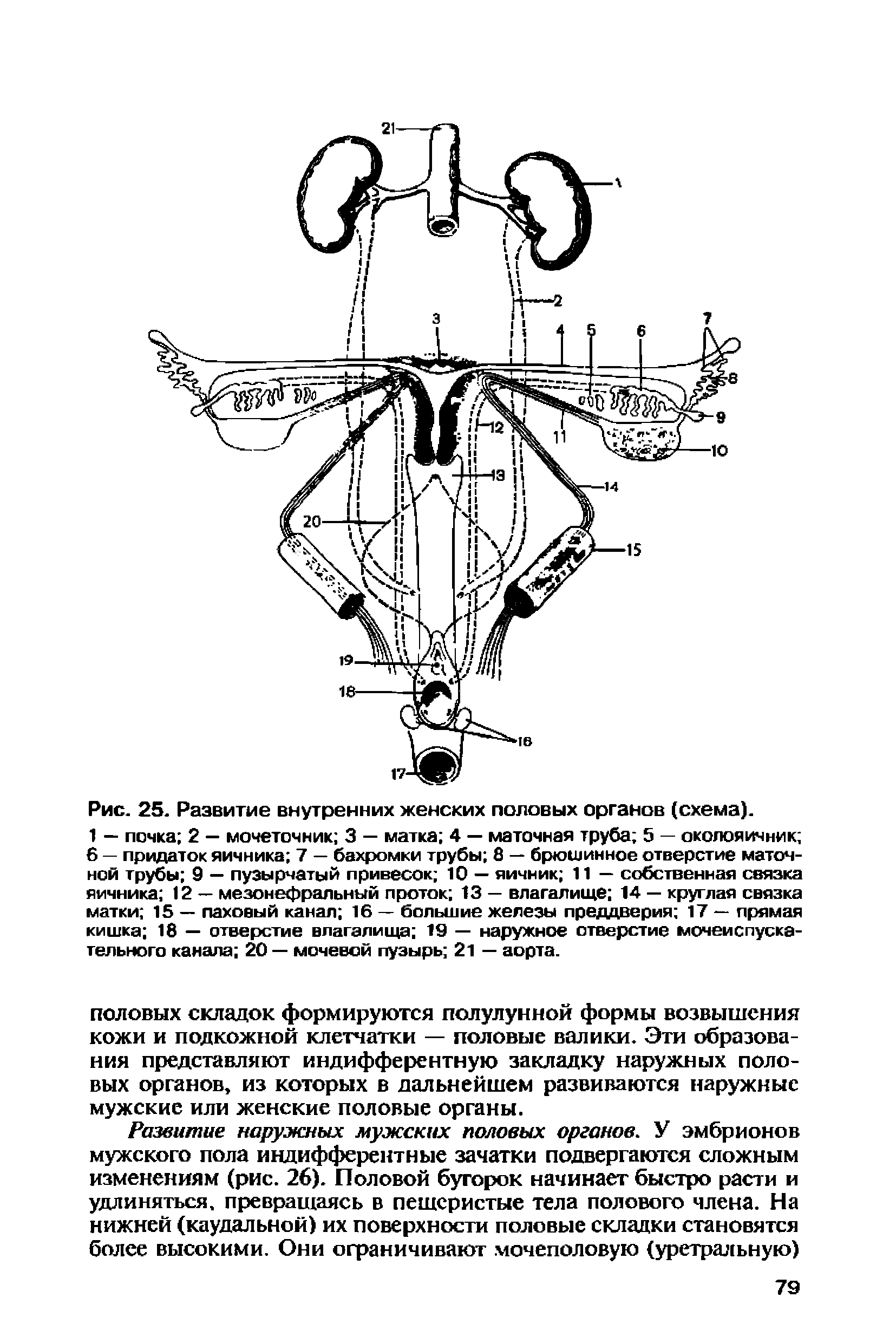 Рис. 25. Развитие внутренних женских половых органов (схема).