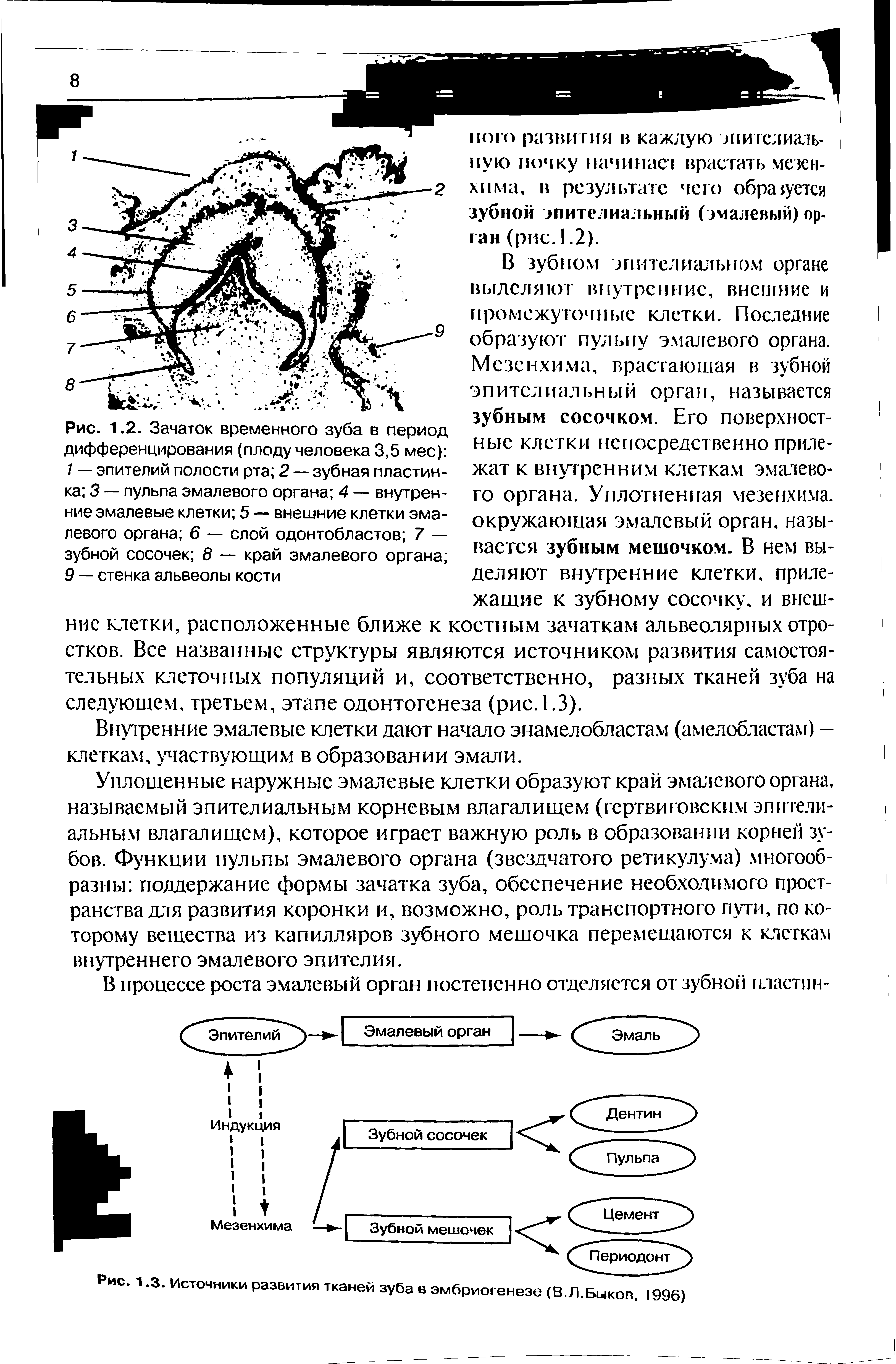 Рис. 1.3. Источники развития тканей зуба в эмбриогенезе (В.Л.Быкоп. 1996)...