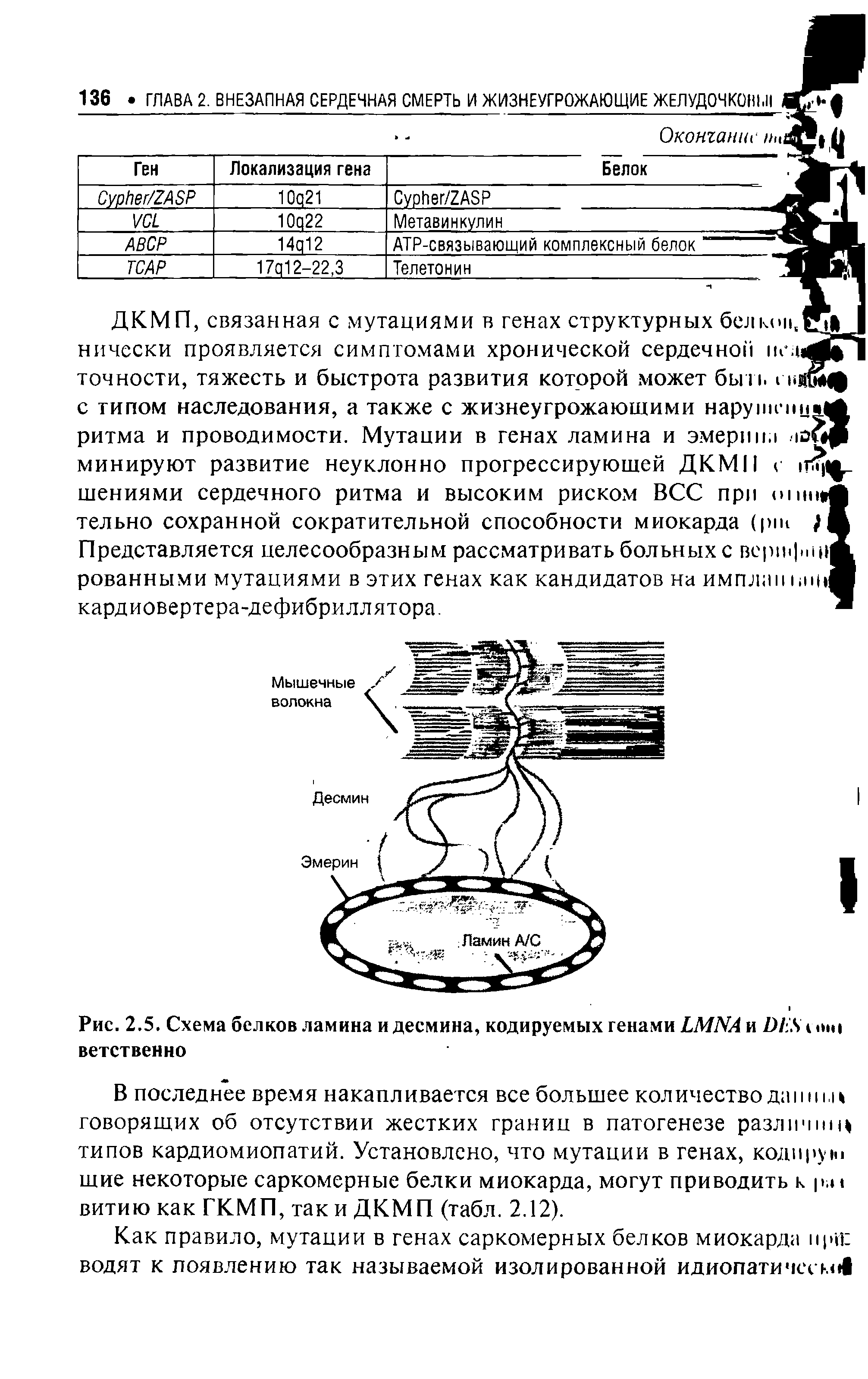 Рис. 2.5. Схема белков ламина и десмина, кодируемых генами ЬММА и > 5 мин ветственно...