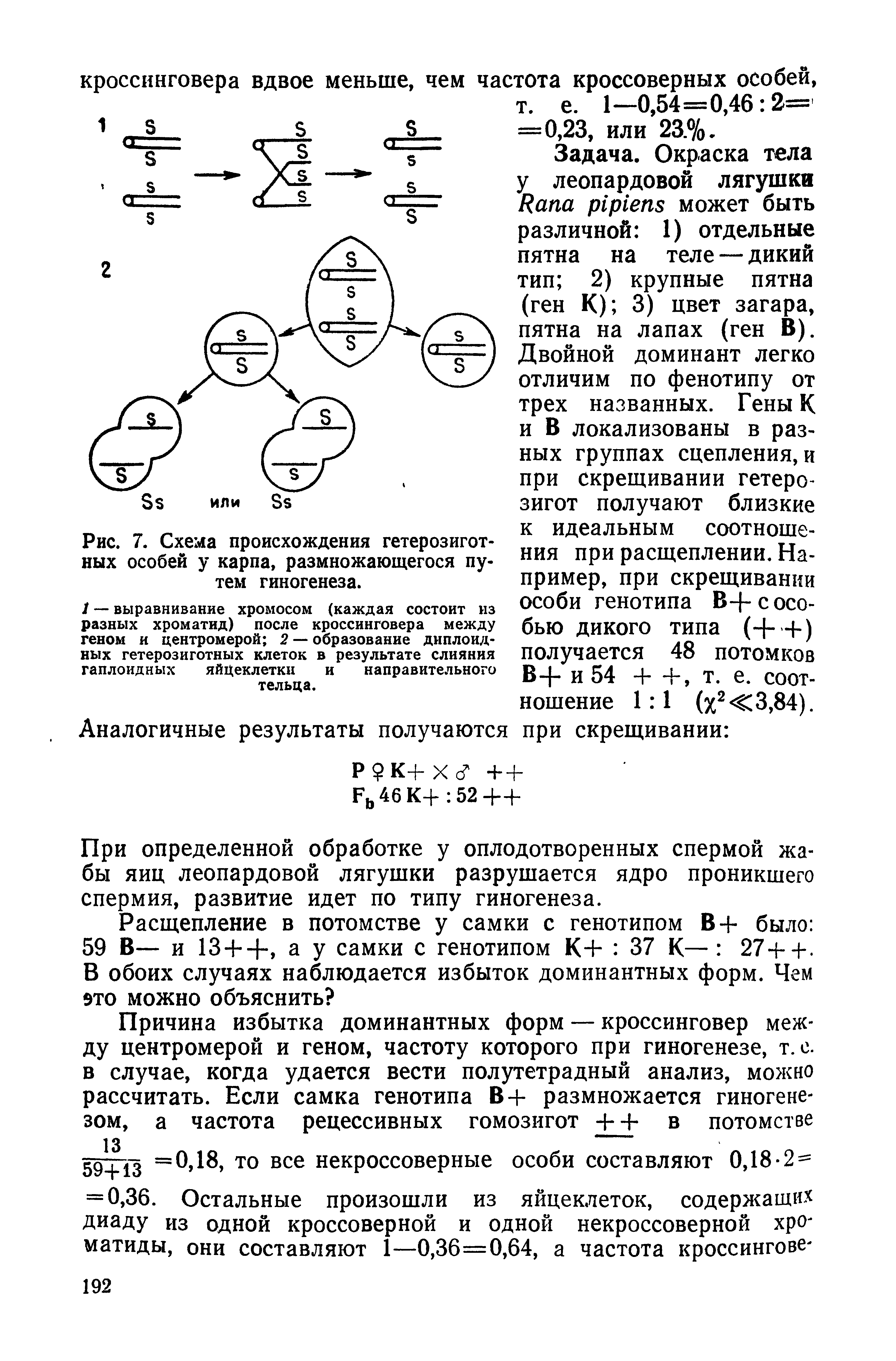 Рис. 7. Схема происхождения гетерозиготных особей у карпа, размножающегося путем гиногенеза.