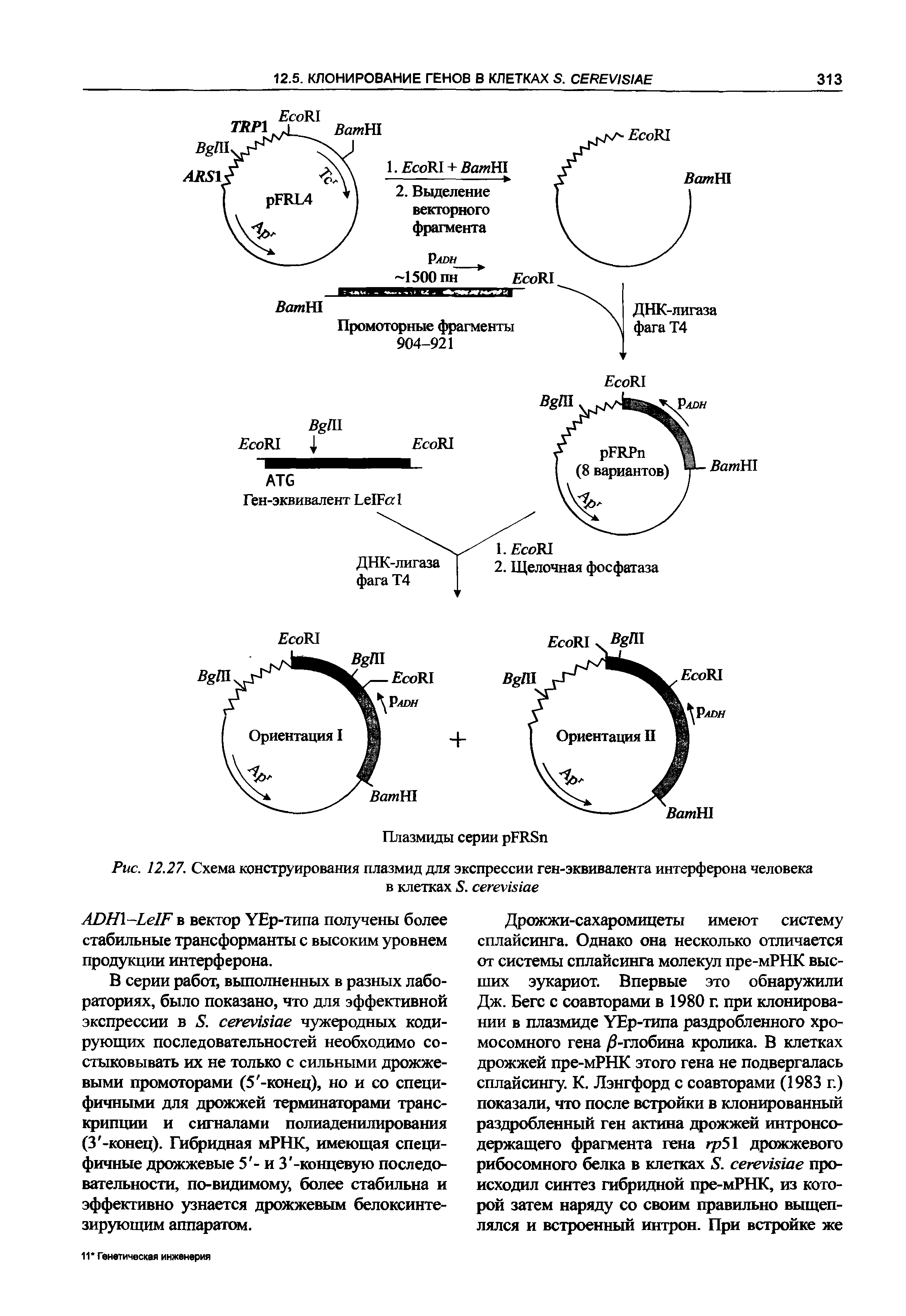 Рис. 12.27. Схема конструирования плазмид для экспрессии ген-эквивалента интерферона человека в клетках 5. сегеушае...