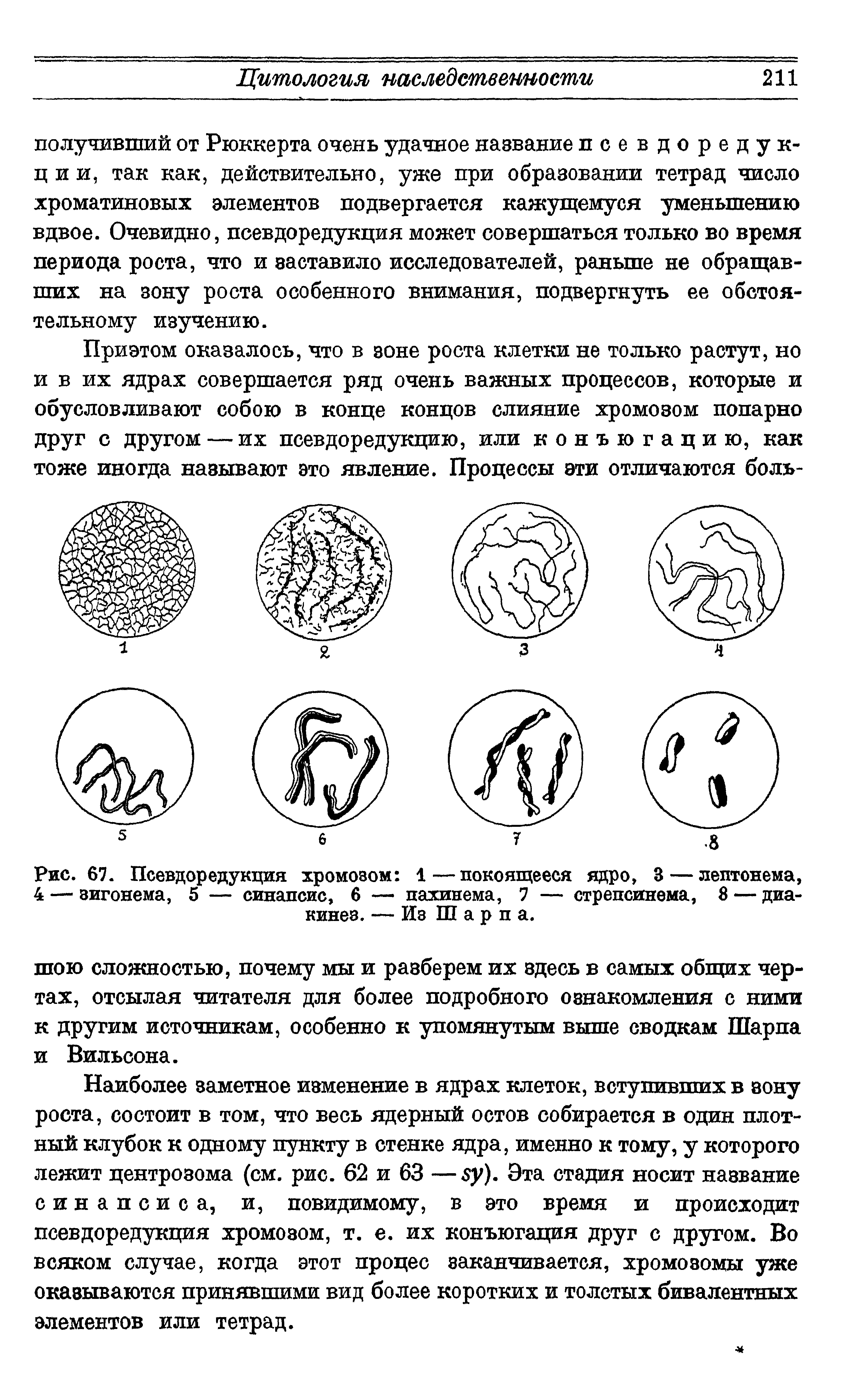 Рис. 67. Псевдоредукция хромозом 1—покоящееся ядро, 3 — лептонема, 4 — зигонема, 5 — синапсис, 6 — пахинема, 7 — стрепсинема, 8 — диа-кинез. — Из Шарпа.