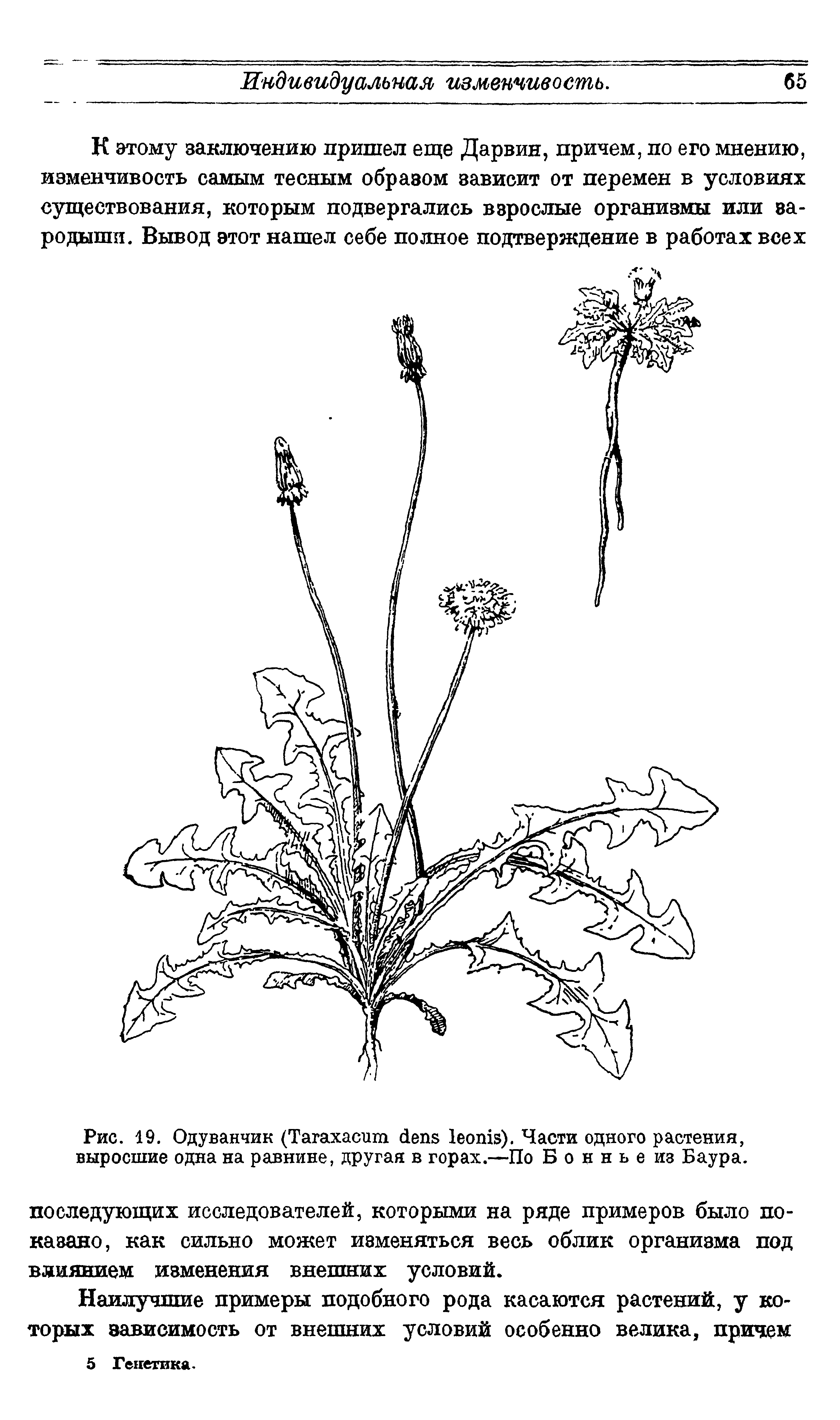 Рис. 19. Одуванчик (T ). Части одного растения, выросшие одна на равнине, другая в горах.—По Б о н н ь е из Баура.
