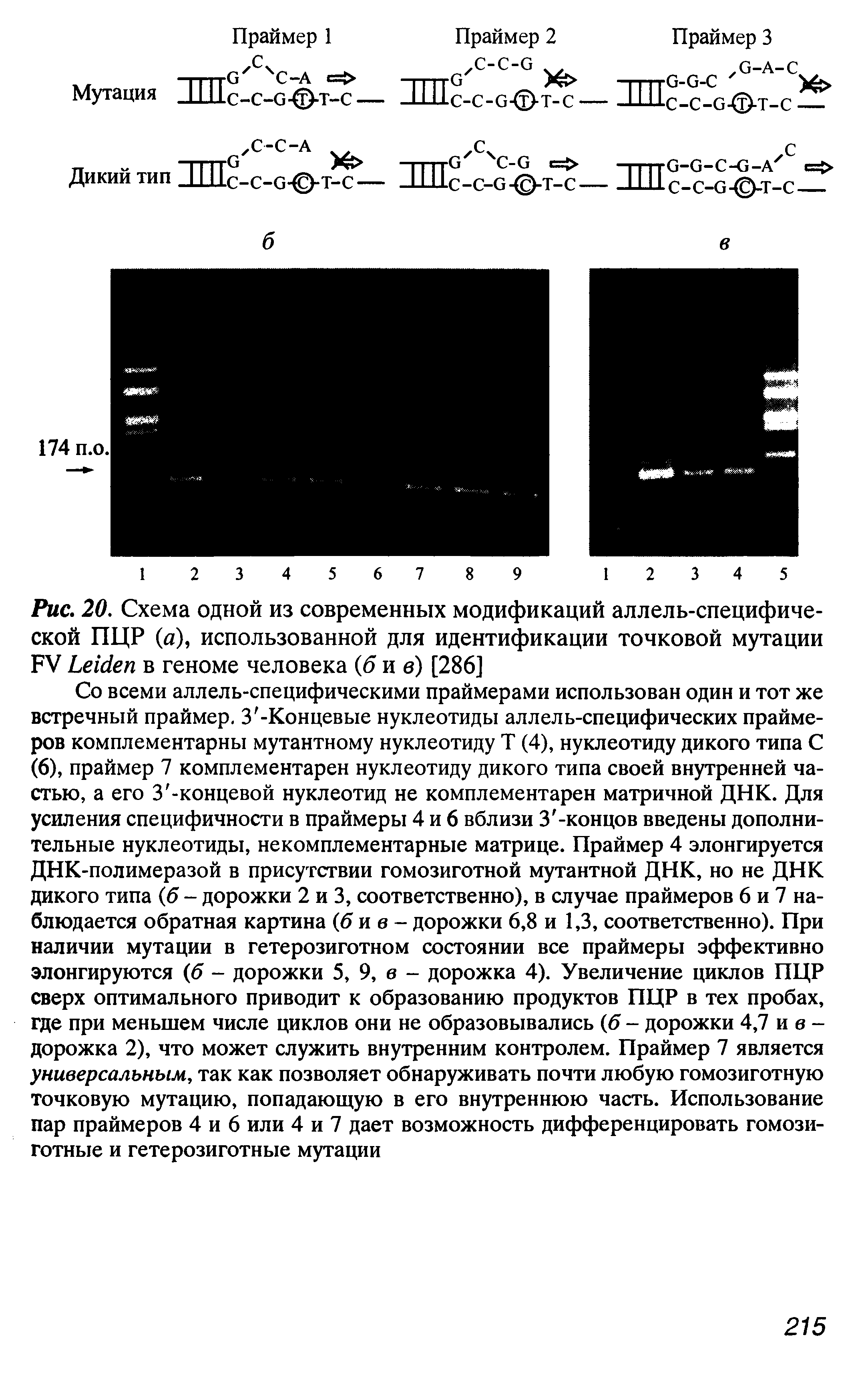 Рис. 20. Схема одной из современных модификаций аллель-специфиче-ской ПЦР (а), использованной для идентификации точковой мутации FV L в геноме человека (б и в) [286]...