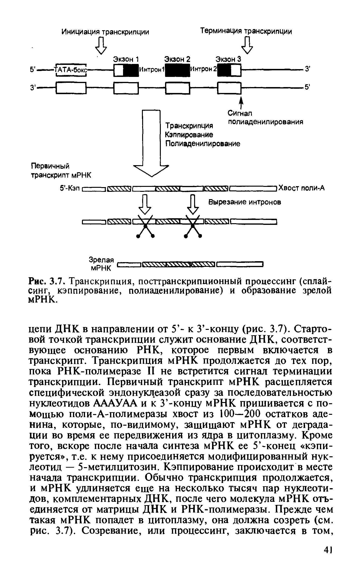 Рис. 3.7. Транскрипция, посттранскрипционный процессинг (сплайсинг, кэппирование, полиаденилирование) и образование зрелой мРНК.