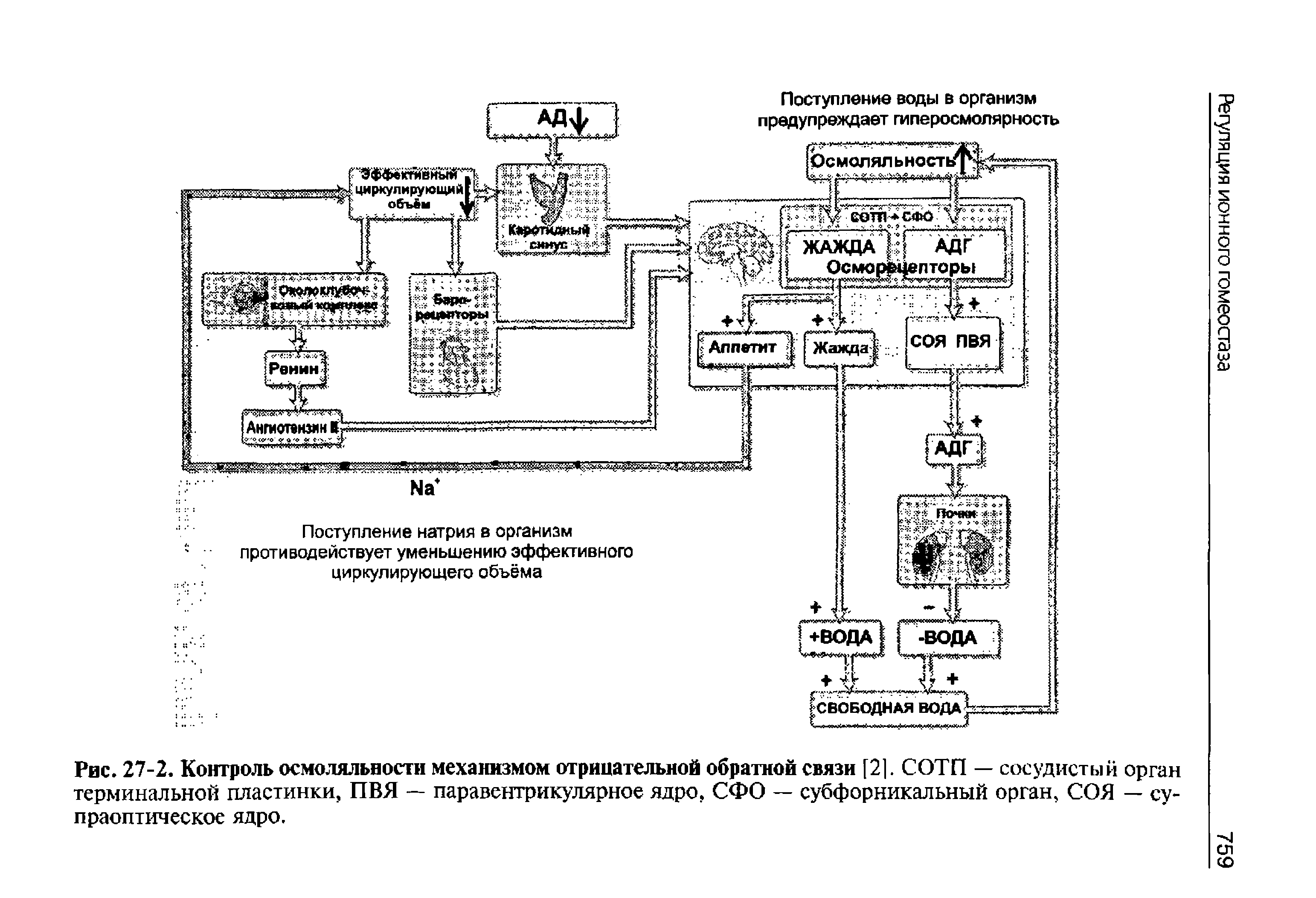 Рис. 27-2. Контроль осмоляльности механизмом отрицательной обратной связи [2]. СОТП — сосудистый орган терминальной пластинки, ПВЯ — паравентрикулярное ядро, СФО — субфорникальный орган, СОЯ — супраоптическое ядро.