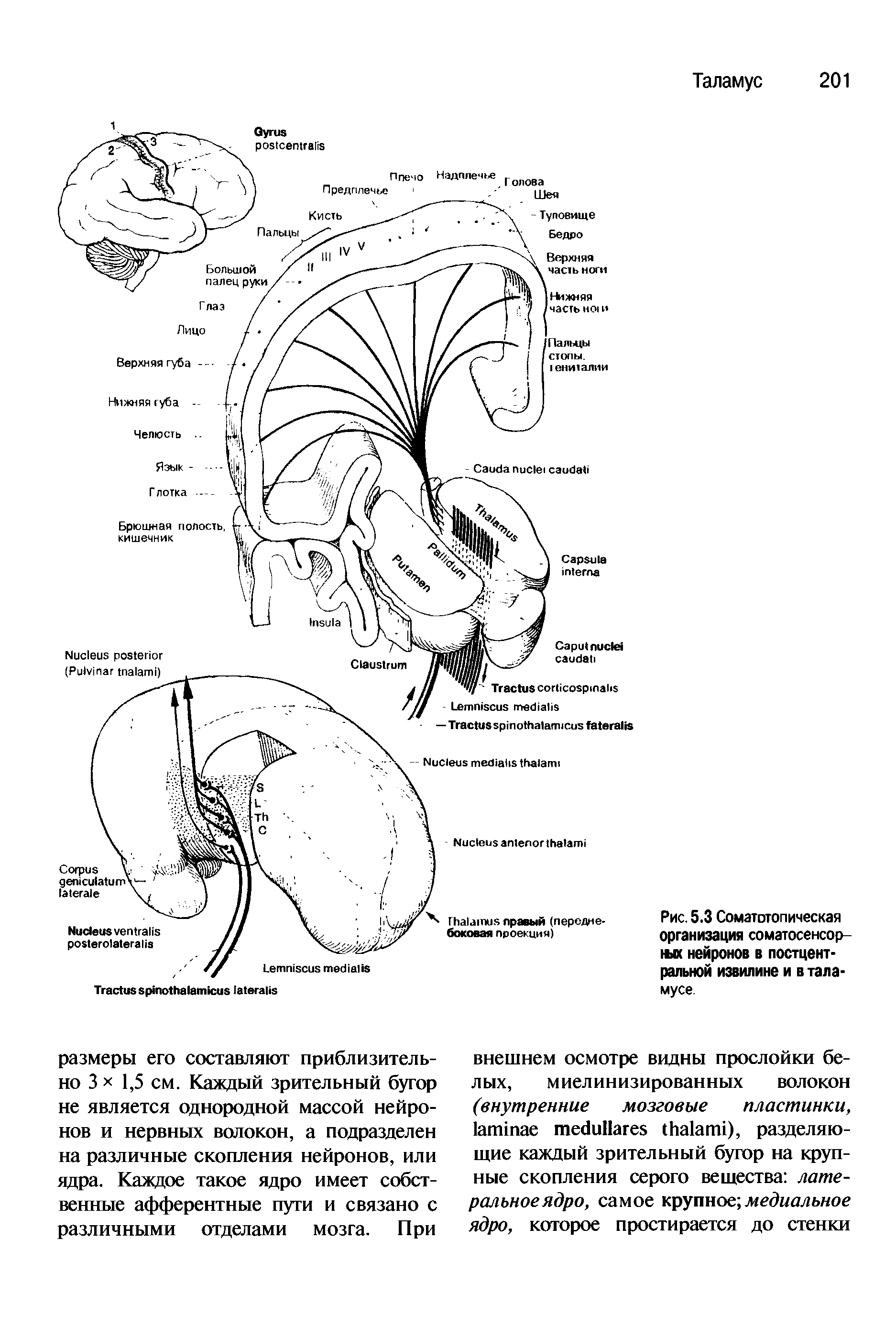 Рис. 5.3 Соматотопическая организация соматосенсор-шх нейронов в постцентральной извилине и в таламусе.
