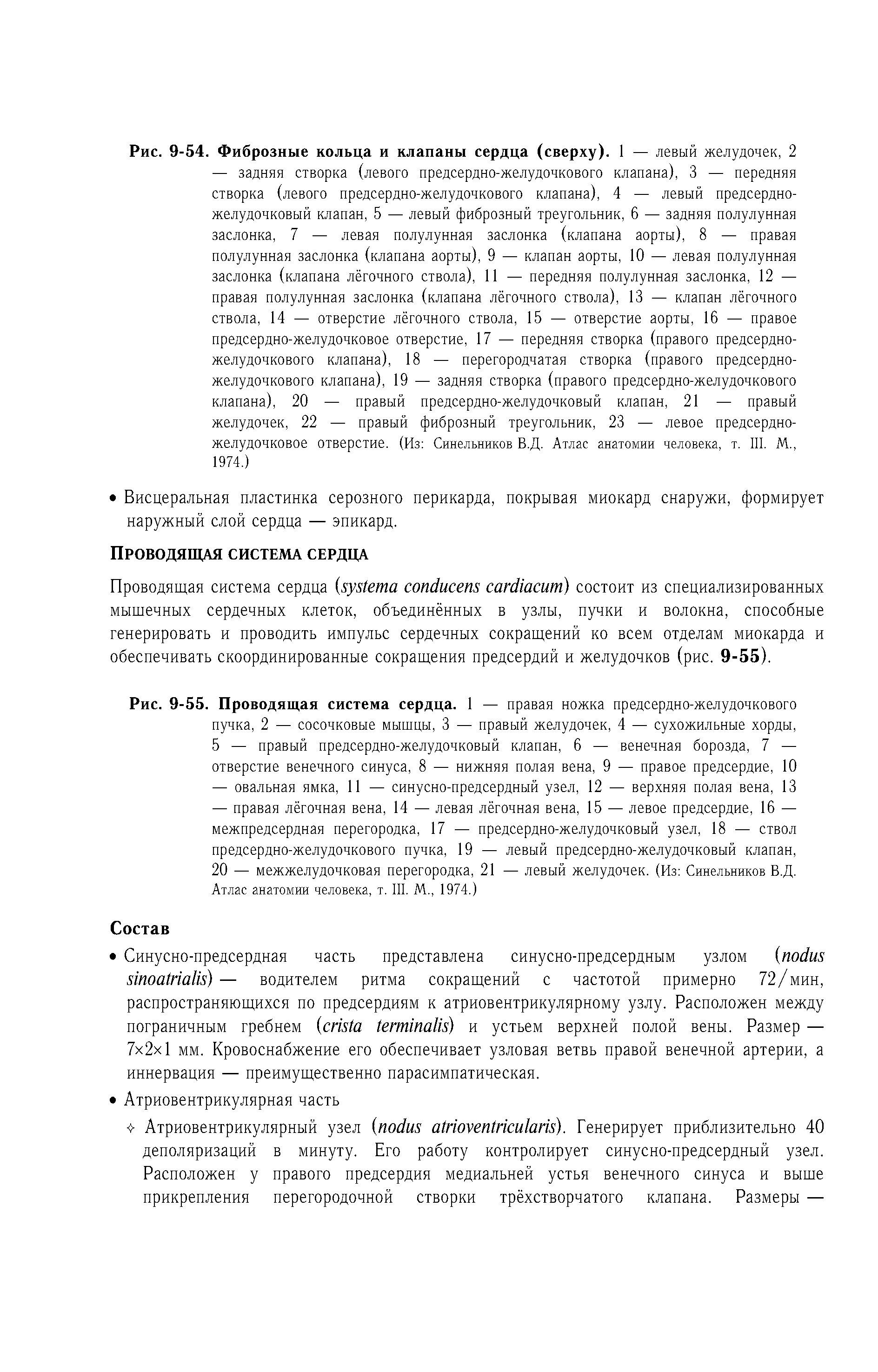 Рис. 9-55. Проводящая система сердца. 1 — правая ножка предсердно-желудочкового пучка, 2 — сосочковые мышцы, 3 — правый желудочек, 4 — сухожильные хорды, 5 — правый предсердно-желудочковый клапан, 6 — венечная борозда, 7 — отверстие венечного синуса, 8 — нижняя полая вена, 9 — правое предсердие, 10...