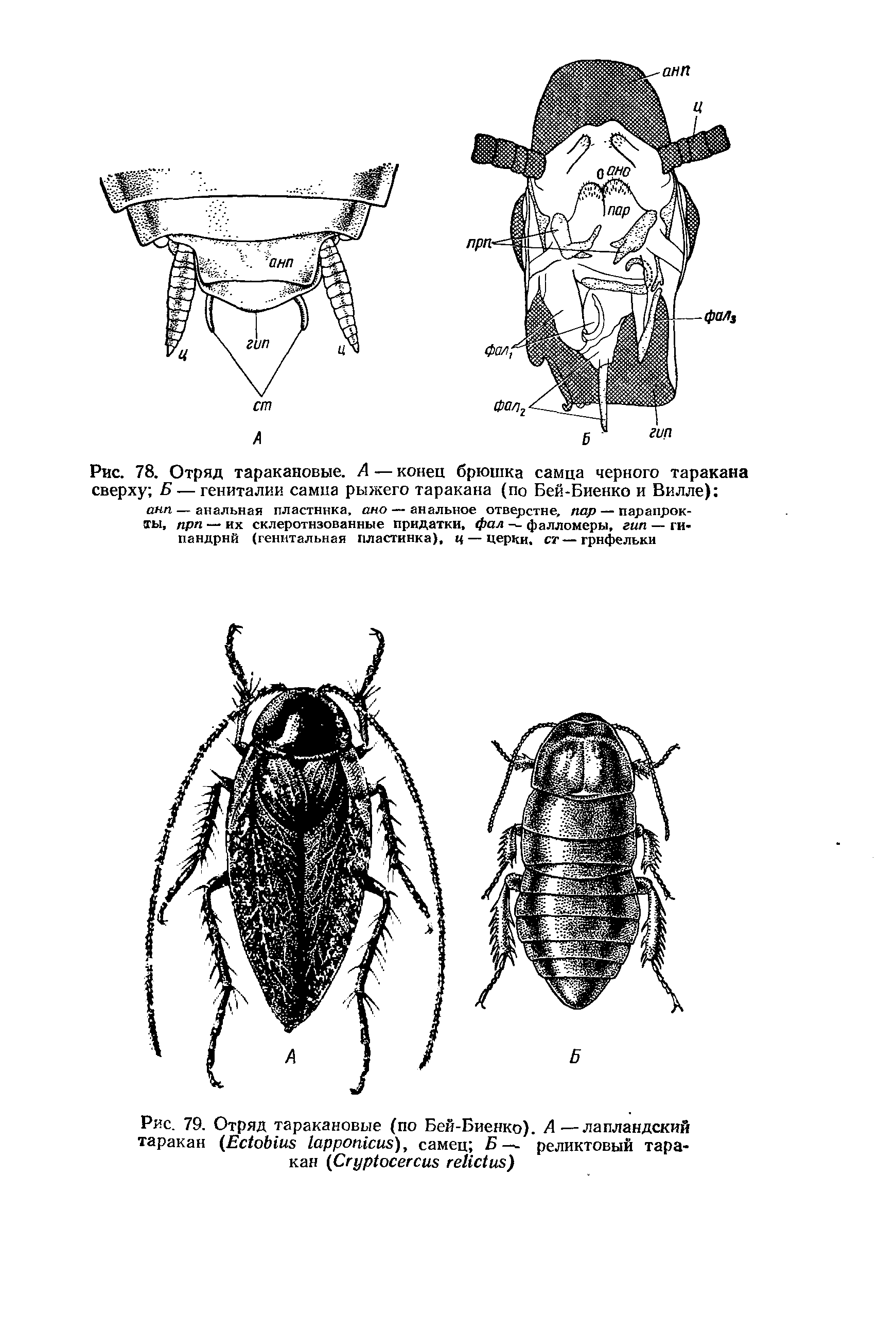Рис. 78. Отряд таракановые. А — конец брюшка самца черного таракана сверху Б — гениталии самца рыжего таракана (по Бей-Биенко и Вилле) ...