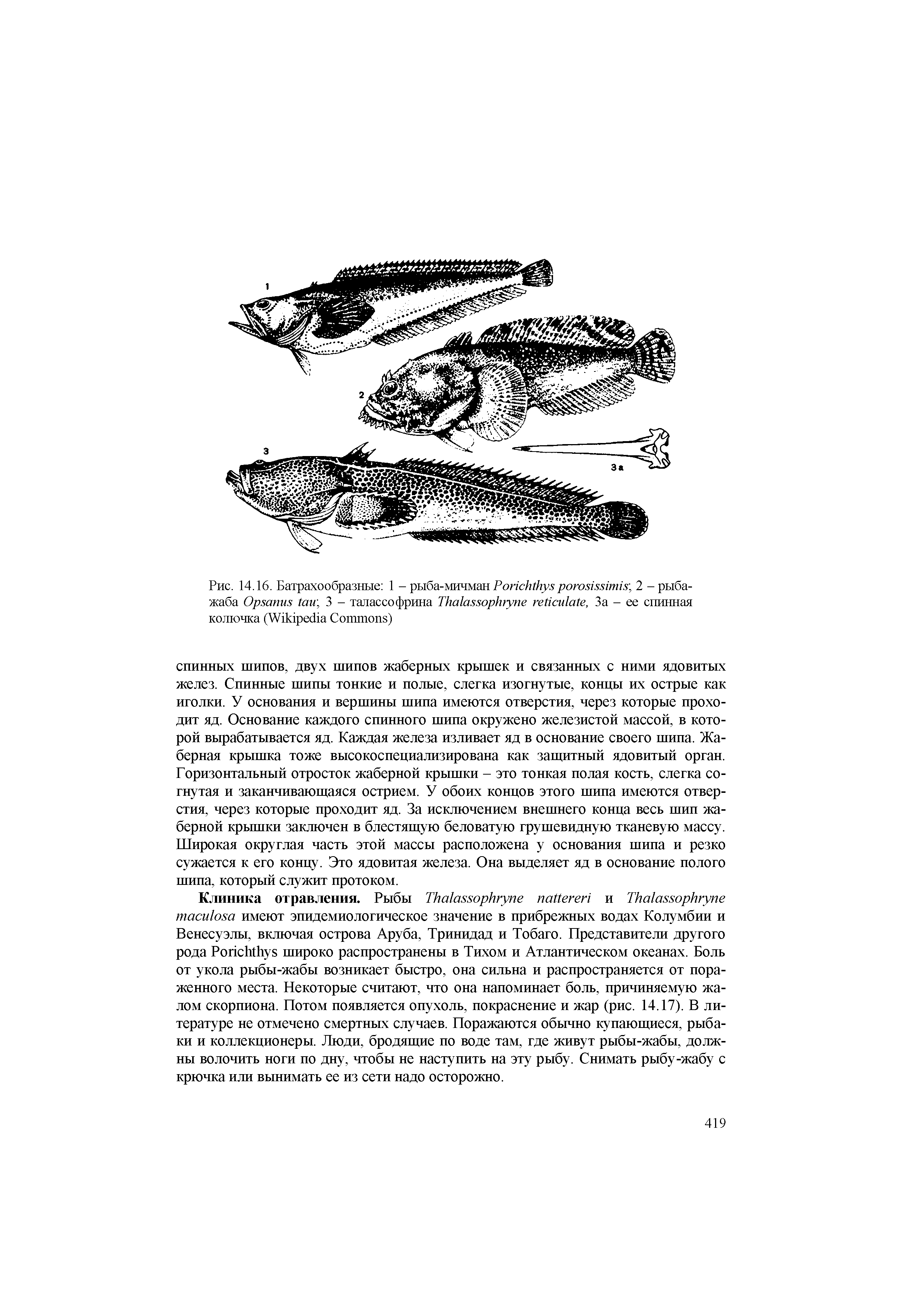 Рис. 14.16. Батрахообразные 1 - рыба-мичман P , 2 - рыба-жаба O , 3 - талассофрина T , За - ее спинная колючка (W C )...