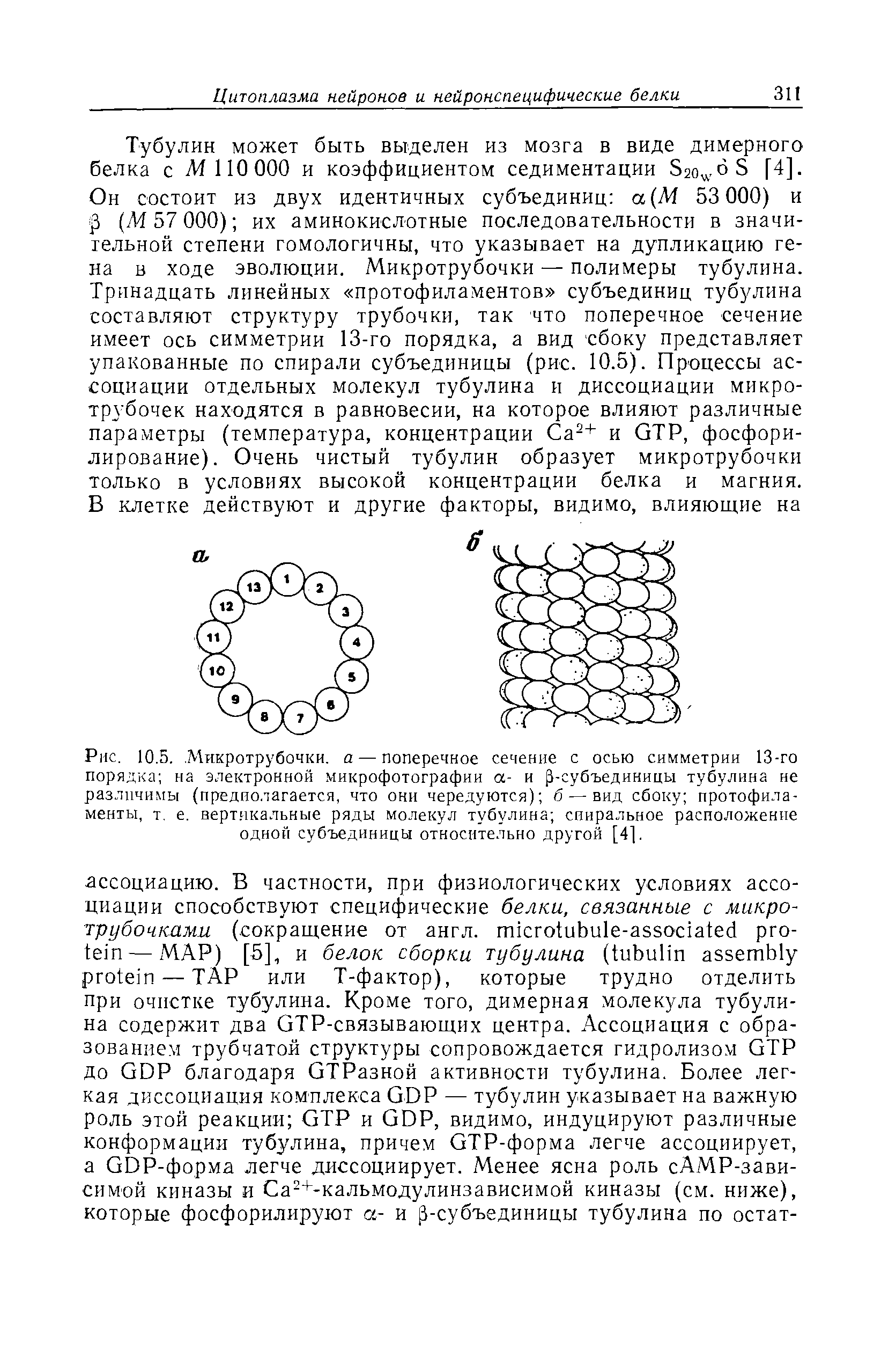 Рис. 10.5. Микротрубочки, а — поперечное сечение с осью симметрии 13-го порядка на электронной микрофотографии а- и -субъединицы тубулина не различимы (предполагается, что они чередуются) б — вид сбоку протофиламенты, т. е. вертикальные ряды молекул тубулина спиральное расположение одной субъединицы относительно другой [4].