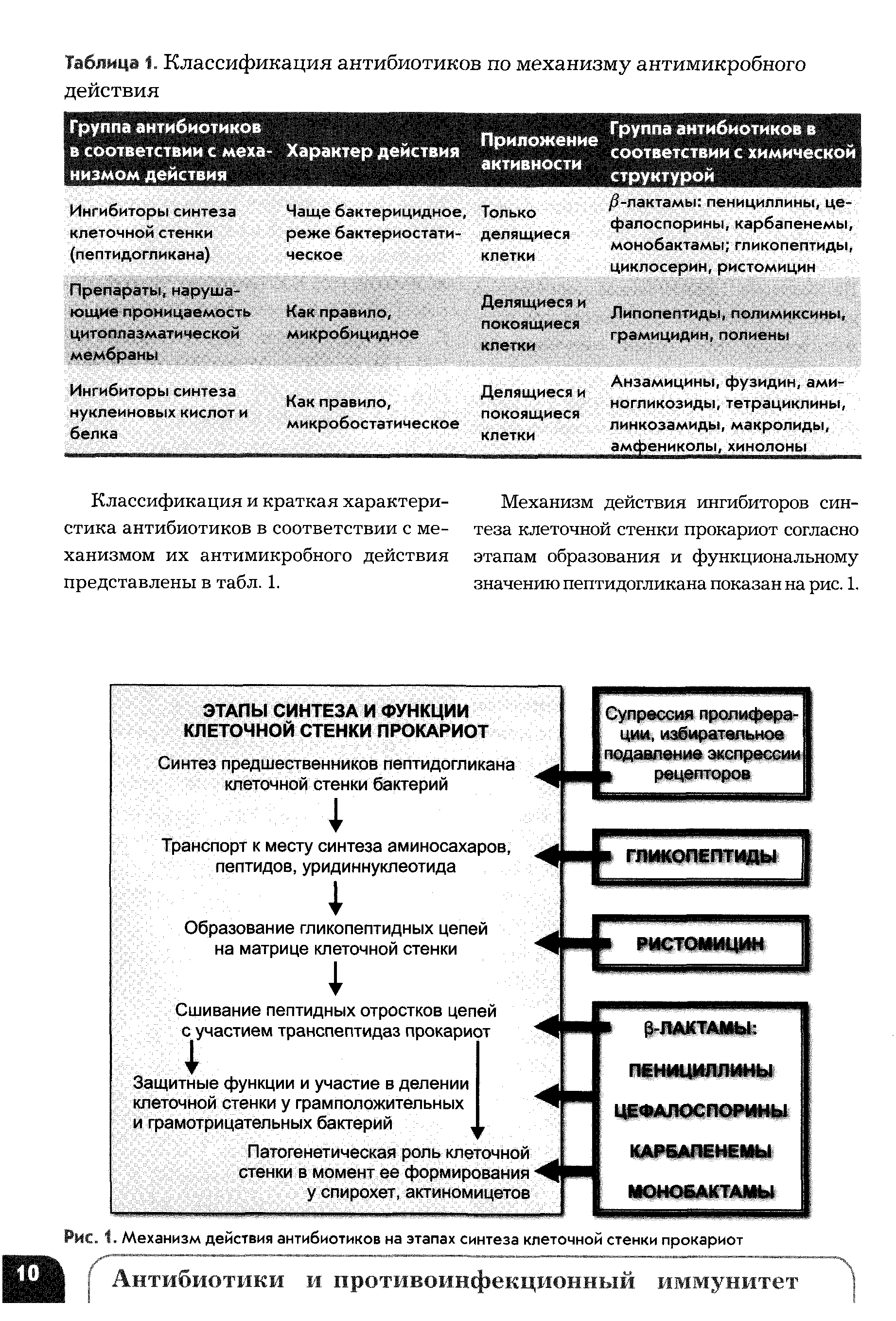 Рис. 1. Механизм действия антибиотиков на этапах синтеза клеточной стенки прокариот...