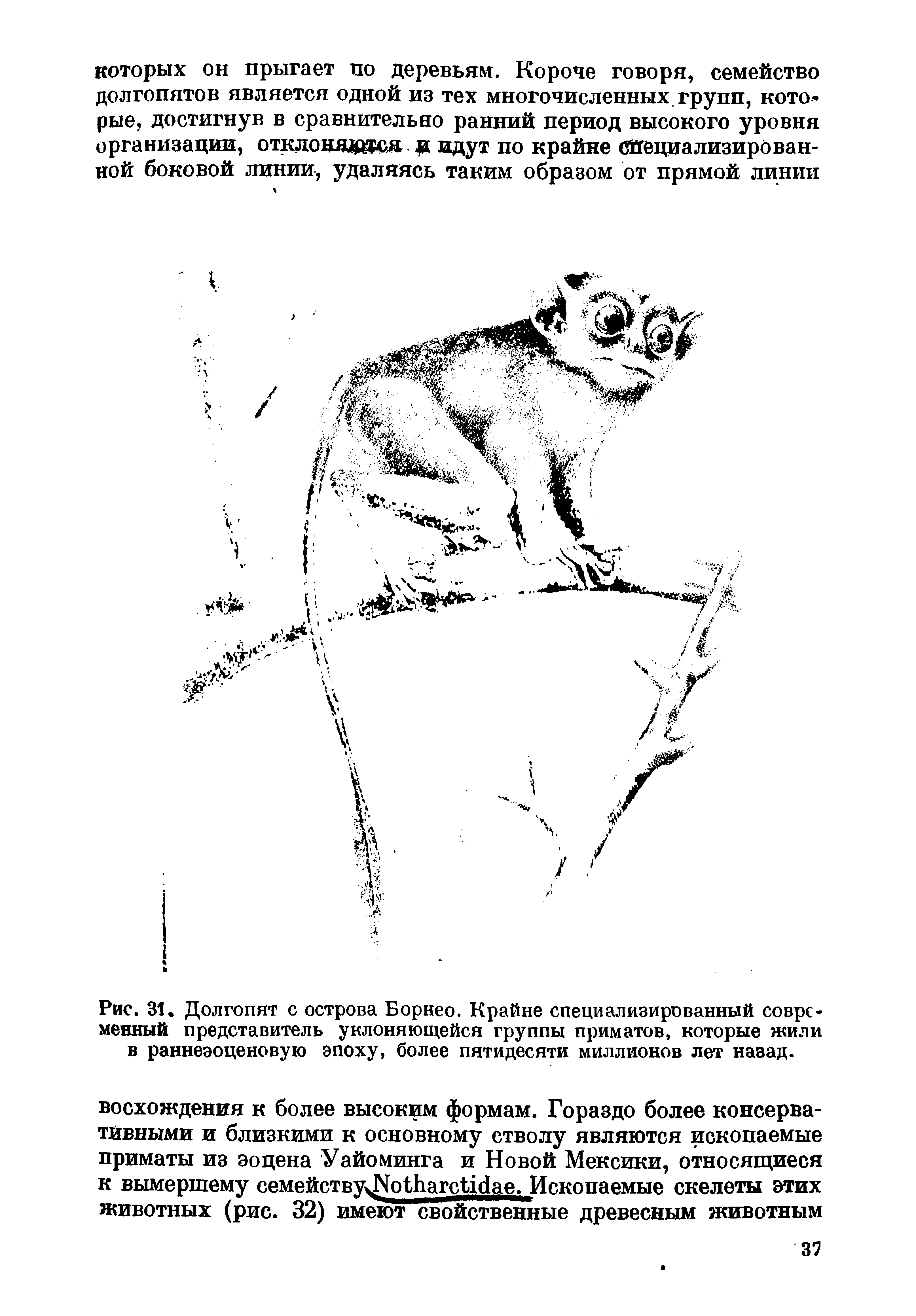 Рис. 31. Долгопят с острова Борнео. Крайне специализированный современный представитель уклоняющейся группы приматов, которые жили в раннеэоценовую эпоху, более пятидесяти миллионов лет назад.