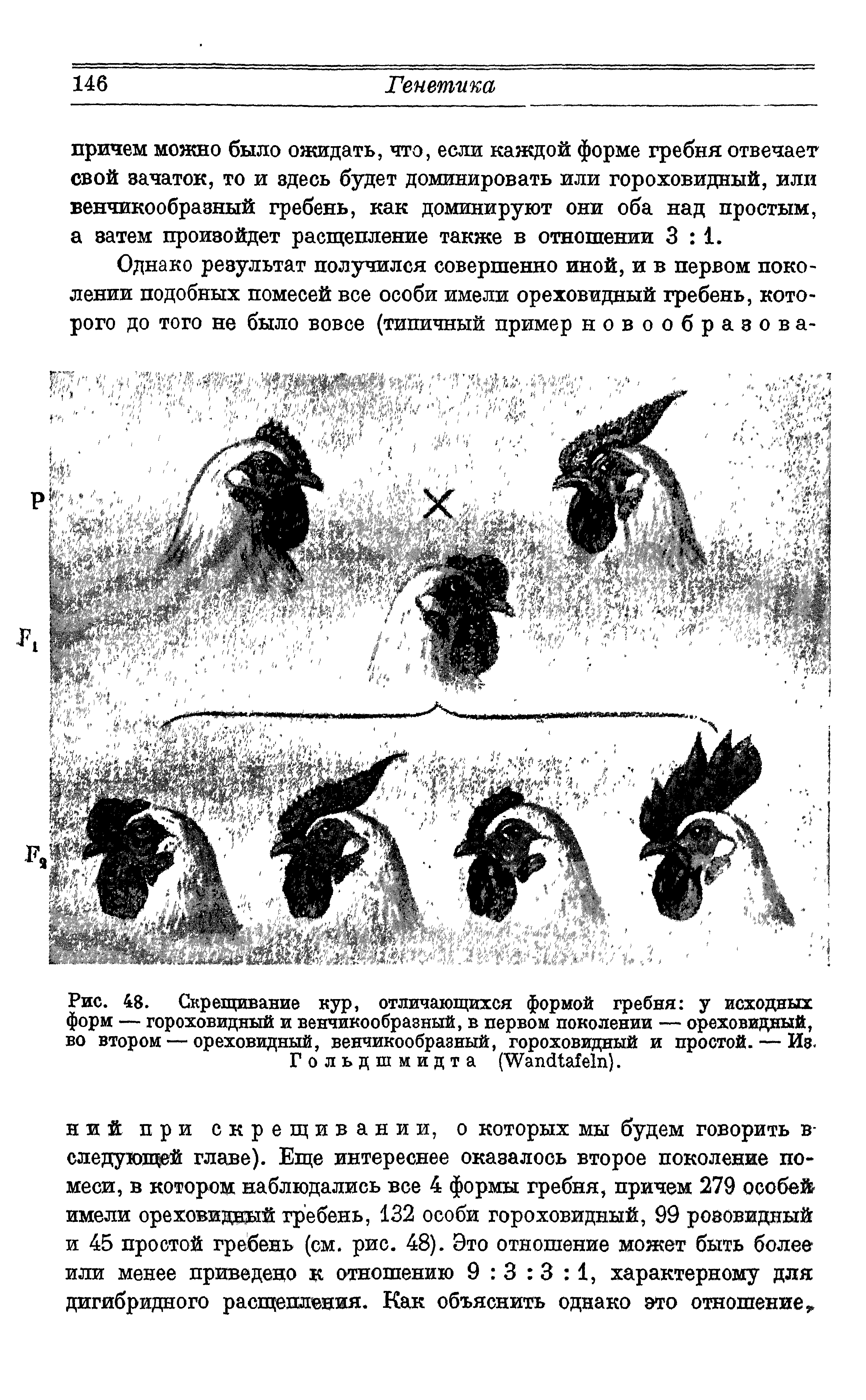 Рис. 48. Скрещивание кур, отличающихся формой гребня у исходных форм — гороховидный и венчикообразный, в первом поколении — ореховидный, во втором — ореховидный, венчикообразный, гороховидный и простой. — Ив.