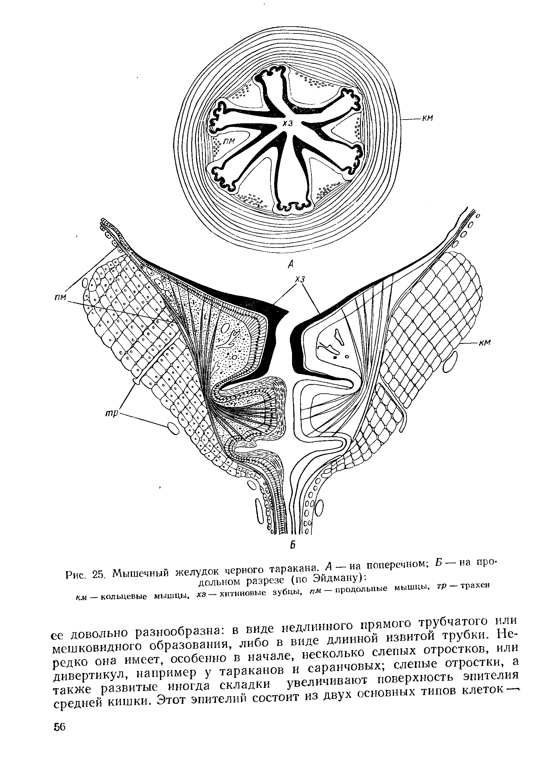 Рис. 25. Мышечный желудок черного таракана. А — на поперечном Б — на продольном разрезе (по Эйдману) ...