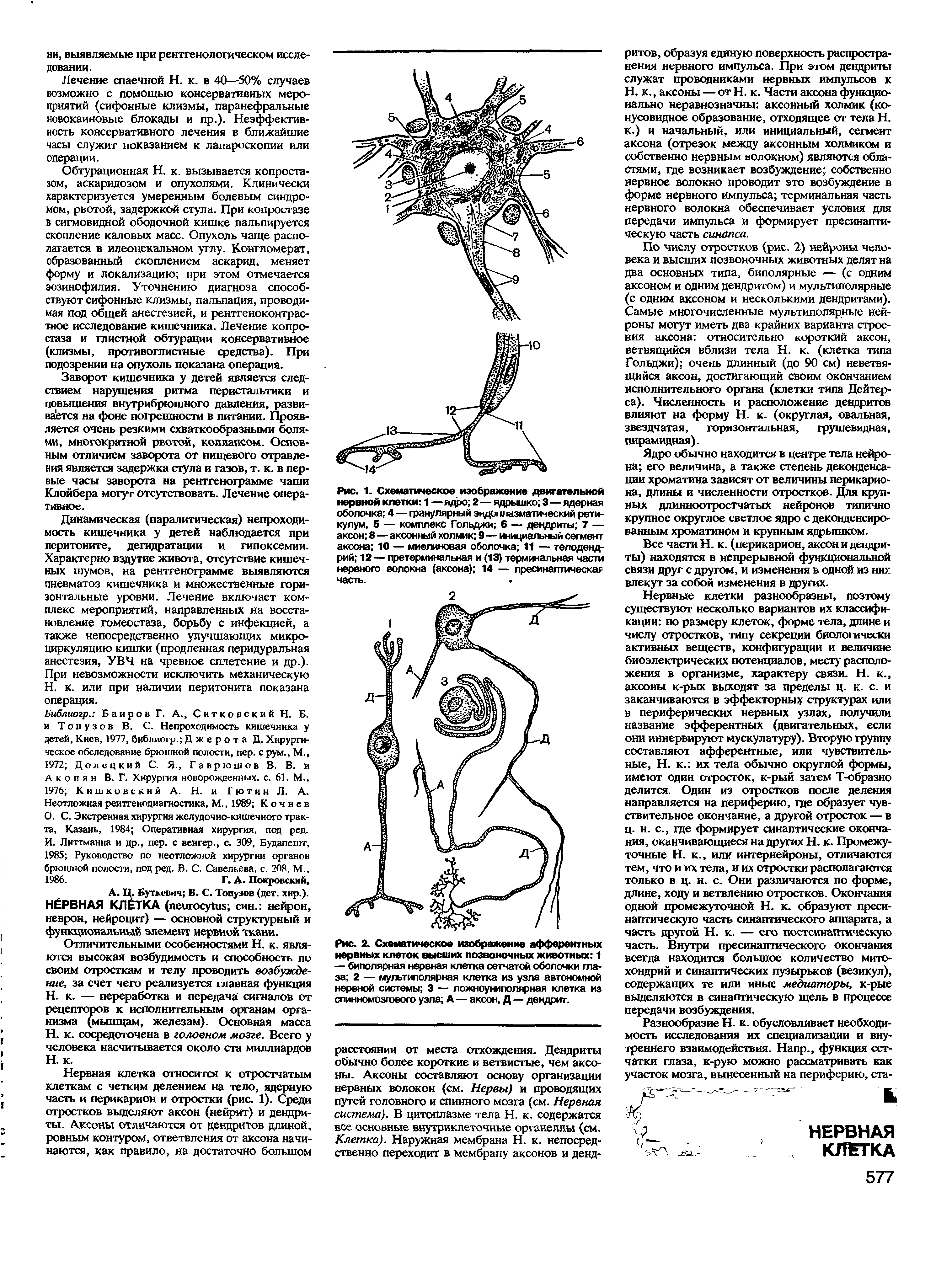 Рис. 1. Схематическое изображение двигательной нервной клетки 1 — ядро 2—ядрышко 3—ядерная оболочка 4 — гранулярный эндоплазматический ретикулум, 5 — комплекс Гольджи 6 — дендриты 7 — аксон 8—аксонный холмик 9 — инициальный сегмент аксона 10 — миелиновая оболочка 11 — телоденд-рий 12— претерминальная и (13) терминальная части нервного волокна (аксона) 14 — пресинаптическая часть.