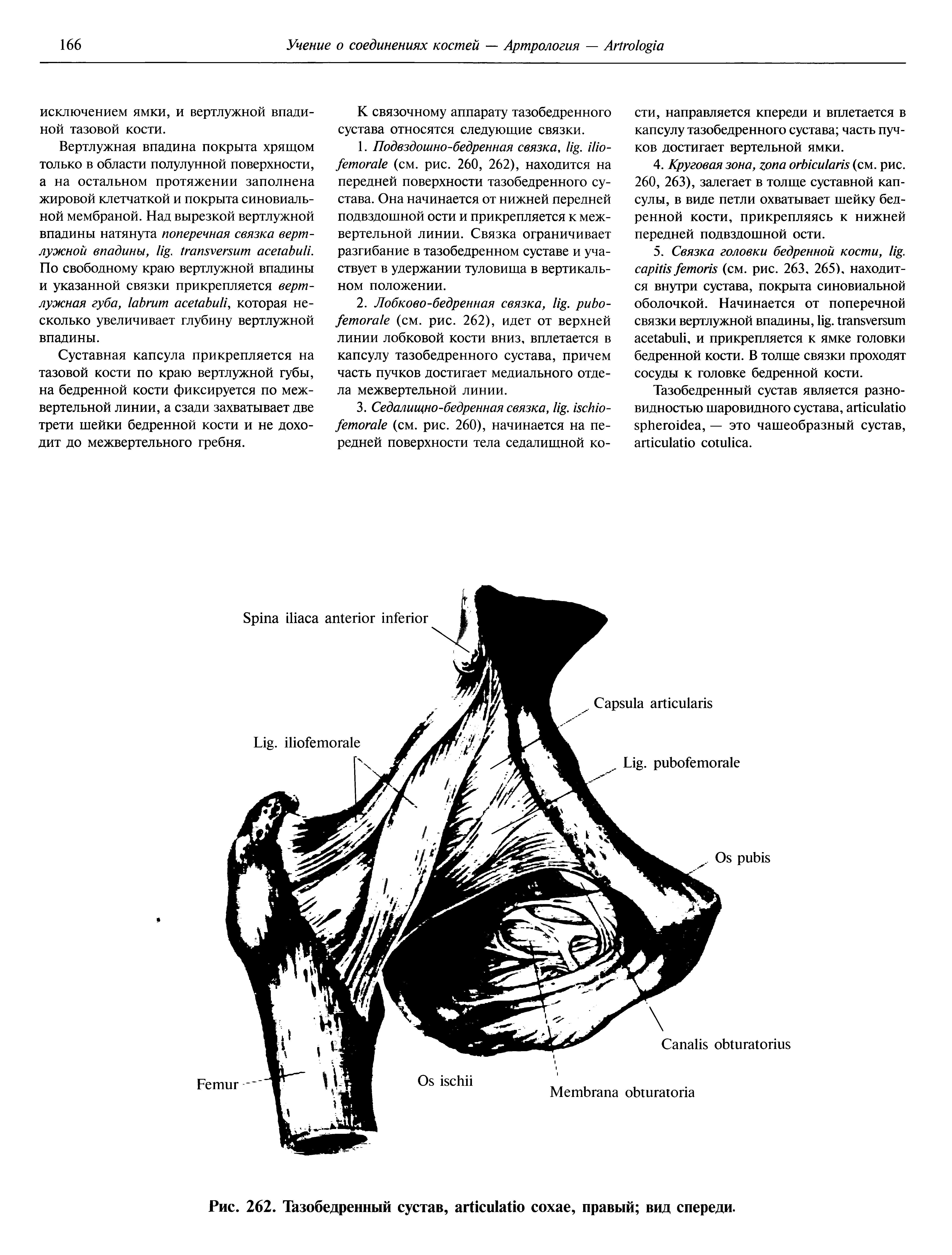 Рис. 262. Тазобедренный сустав, , правый вид спереди.