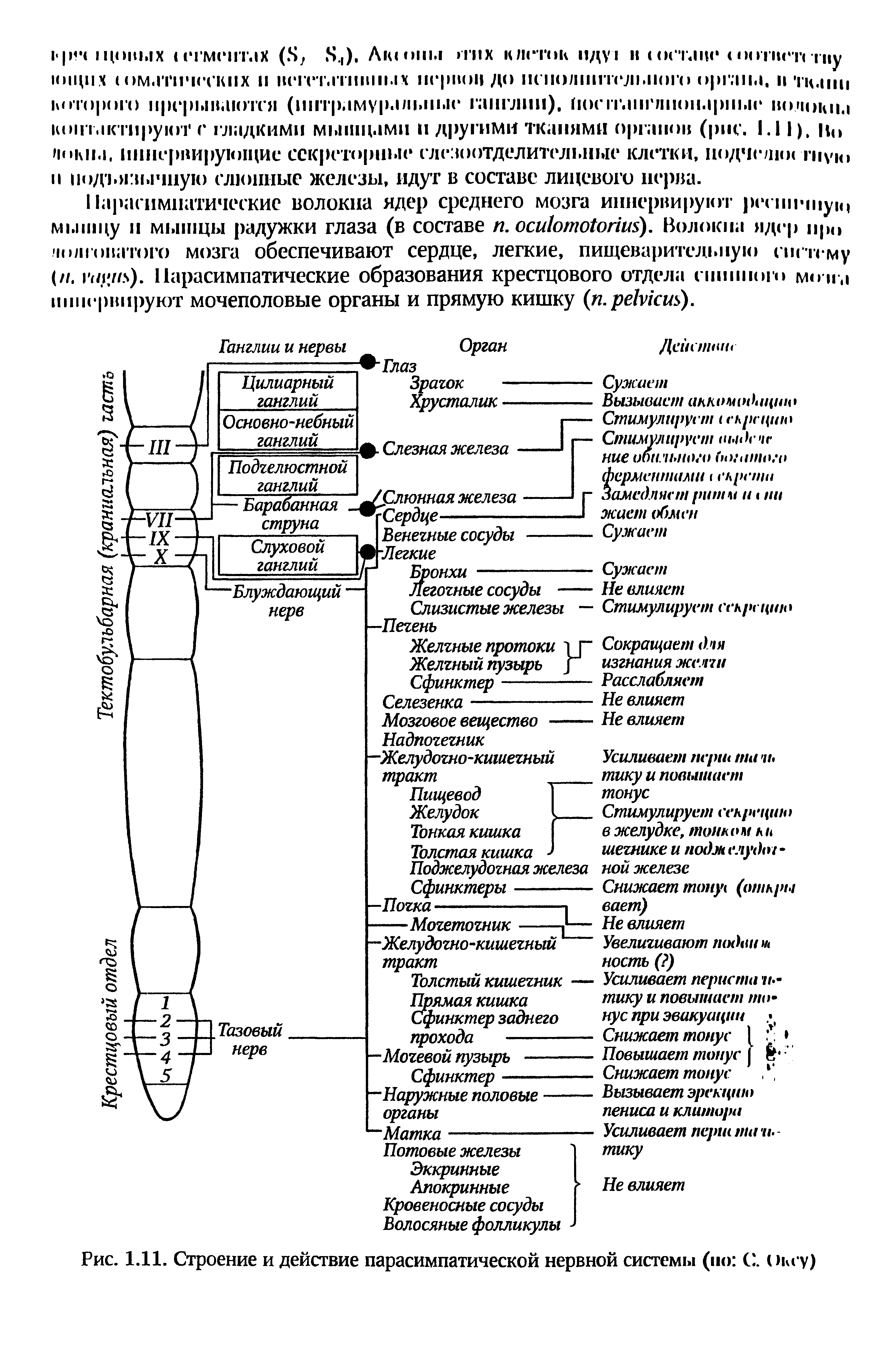 Рис. 1.11. Строение и действие парасимпатической нервной системы (но С. иксу)...