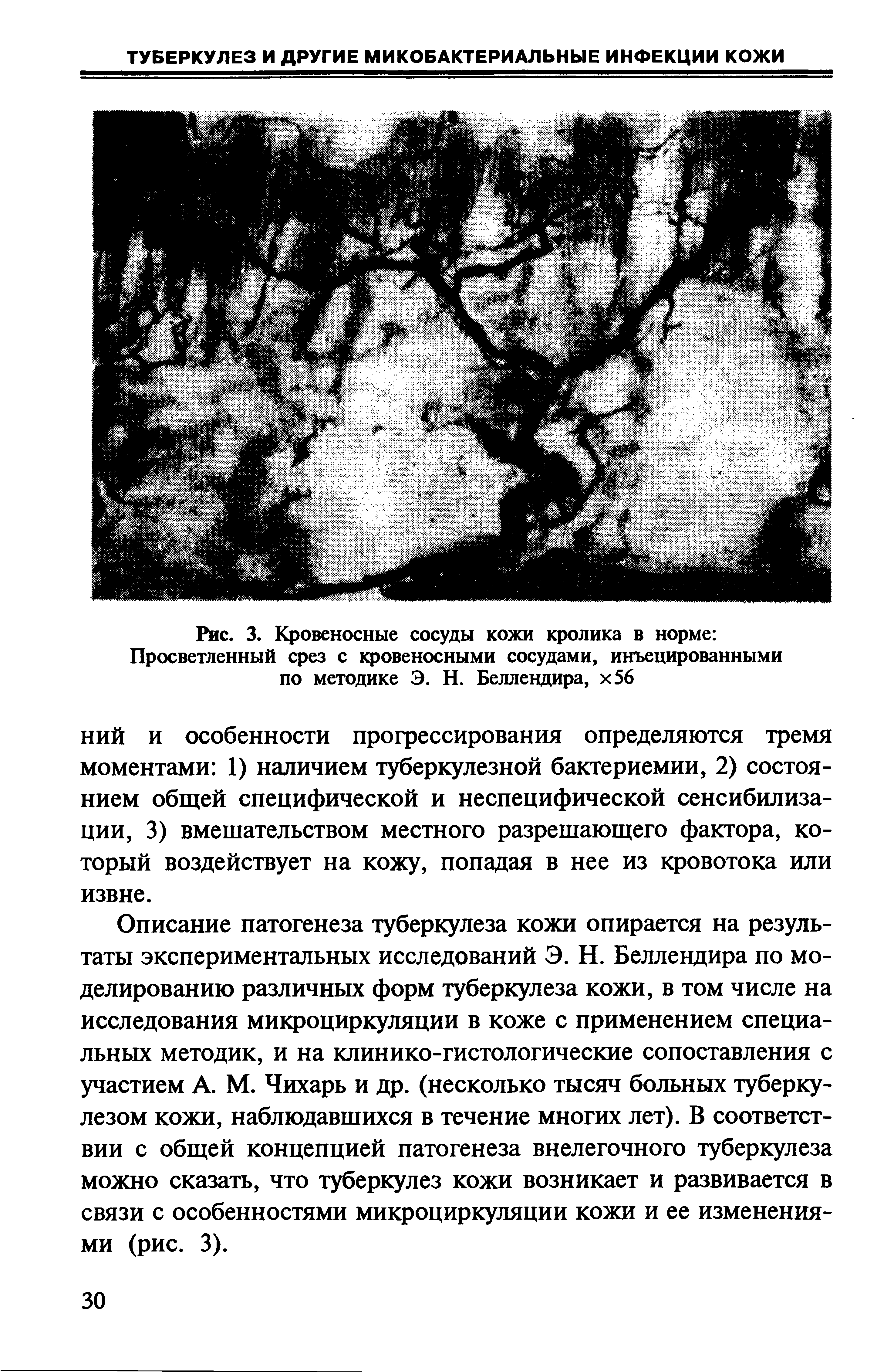 Рис. 3. Кровеносные сосуды кожи кролика в норме Просветленный срез с кровеносными сосудами, инъецированными по методике Э. Н. Беллендира, х56...