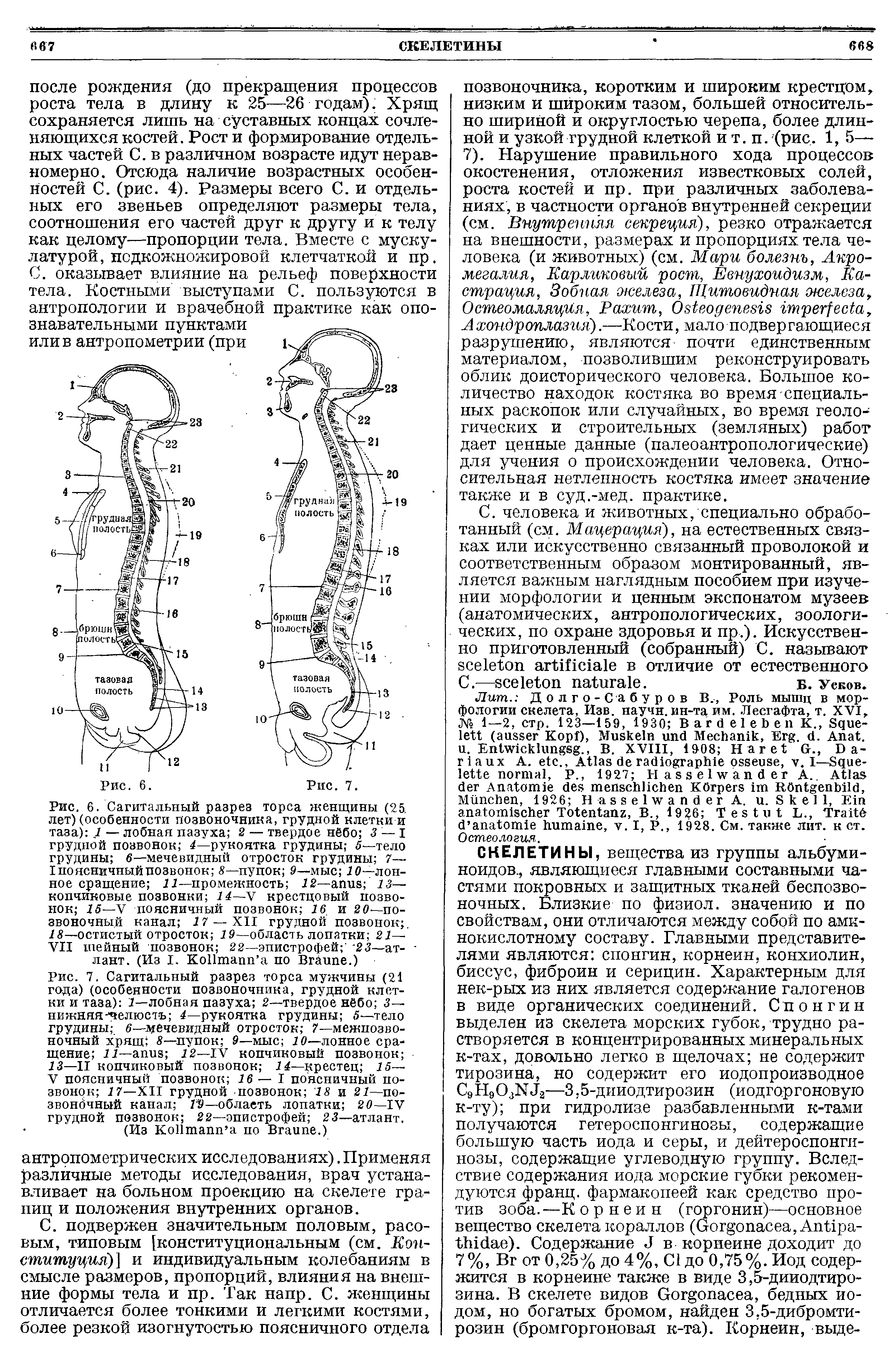 Рис. 7. Сагитальный разрез торса мужчины (21 года) (особенности позвоночника, грудной клетки и таза) 1—лобная пазуха 2—твердое нёбо 3— нижняя-челюсть 4—рукоятка грудины 5—тело грудины 6—мечевидный отросток 7—межпозвоночный хрящ 8—пупок 9—мыс 10—лонное сращение 11— 12—IV копчиковый позвонок 13—II копчиковый позвонок 14—крестец 15— V поясничный позвонок 16— I поясничный позвонок 17—XII грудной позвонок 18 и 21—по-звондчный канал T9— облаеть лопатки 20—IV грудной позвонок 22—эпистрофей 23—атлант.