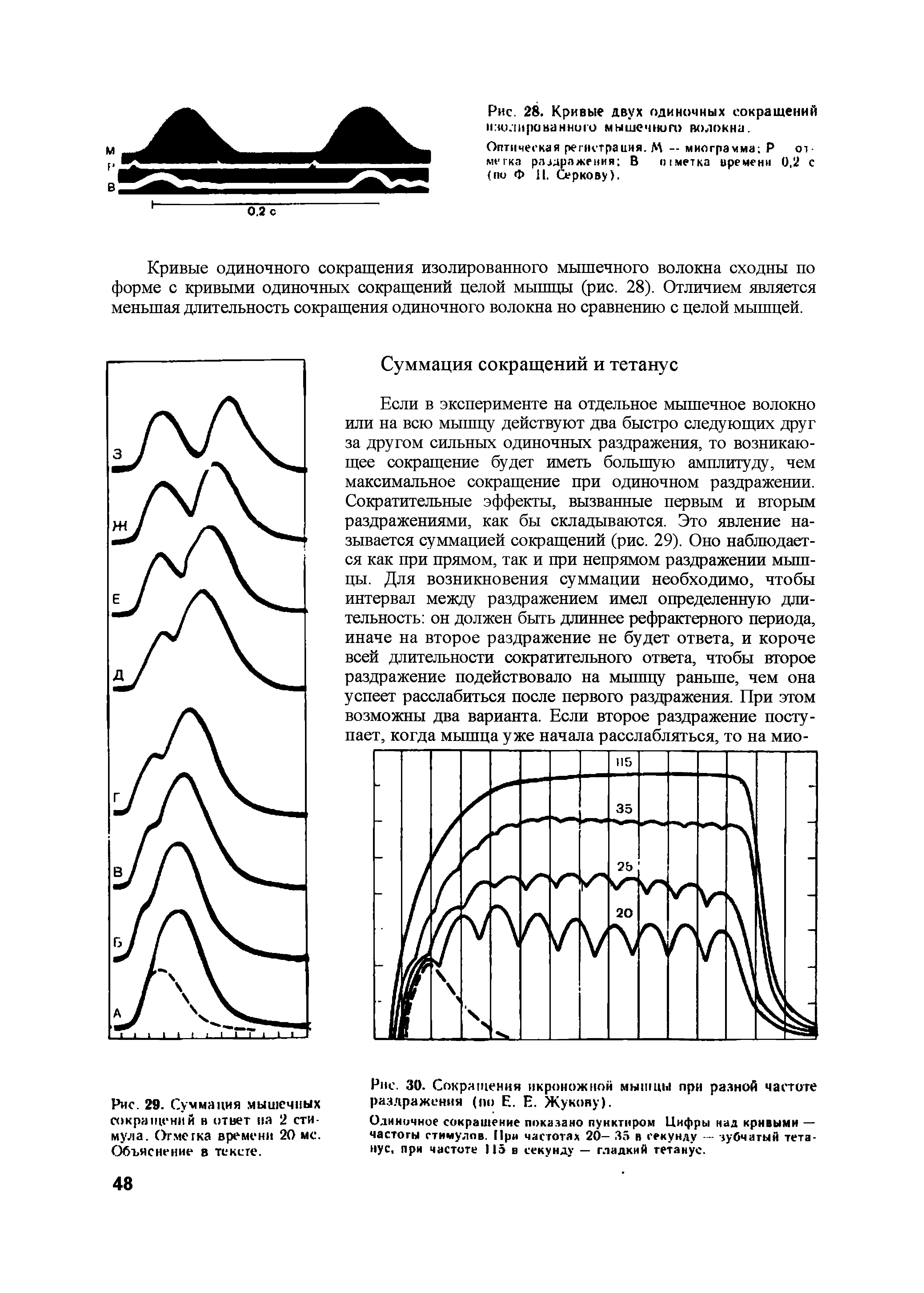 Рис. 29. Суммация мышечных сокращений в ответ на 2 стимула. Огметка времени 20 мс. Объяснение в тексте.
