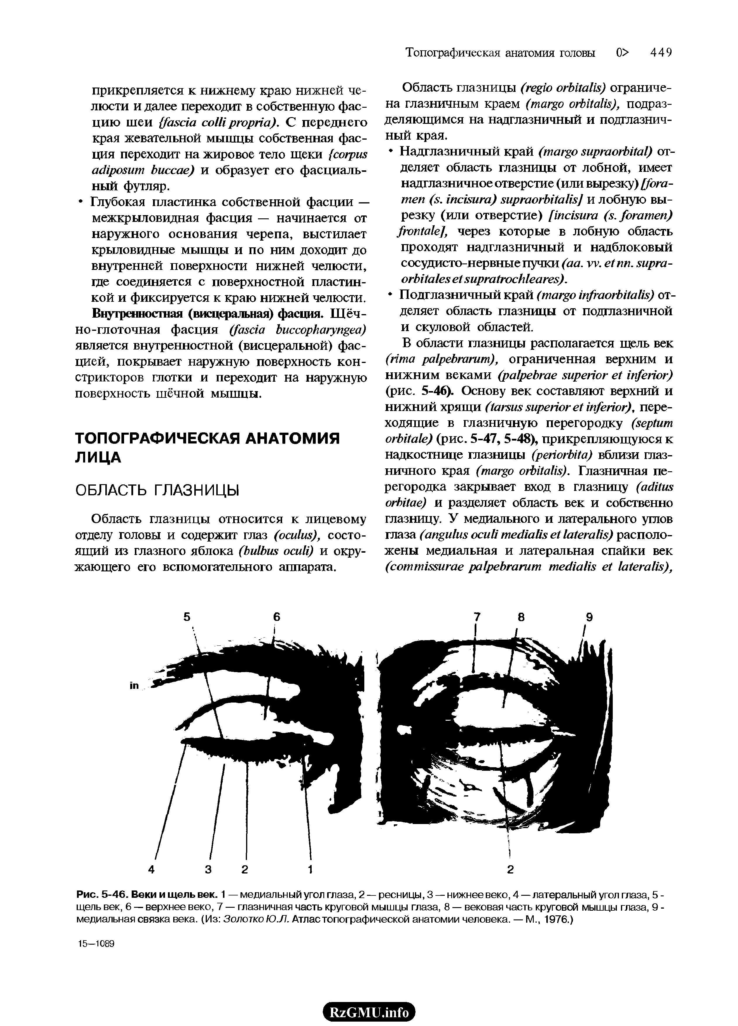 Рис. 5-46. Веки и щель век. 1 — медиальный угол глаза, 2 — ресницы, 3 — нижнее веко, 4 — латеральный угол глаза, 5 -щель век, 6 — верхнее веко, 7 — глазничная часть круговой мышцы глаза, 8 — вековая часть круговой мышцы глаза, 9 -медиальная связка века. (Из Золотко ЮЛ. Атлас топографической анатомии человека. — М., 1976.)...