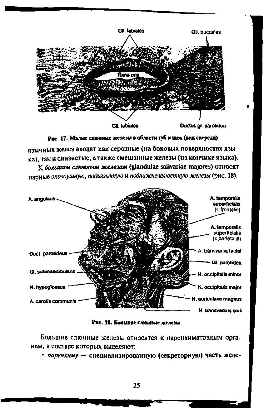 Рис. 17. Малые слюнные жслеш е области туб я тек (вад спереди) язычных желез входят как серозные (на боковых поверхностях языка), так и слизистые, а также смешанные железы (на кончике языка).