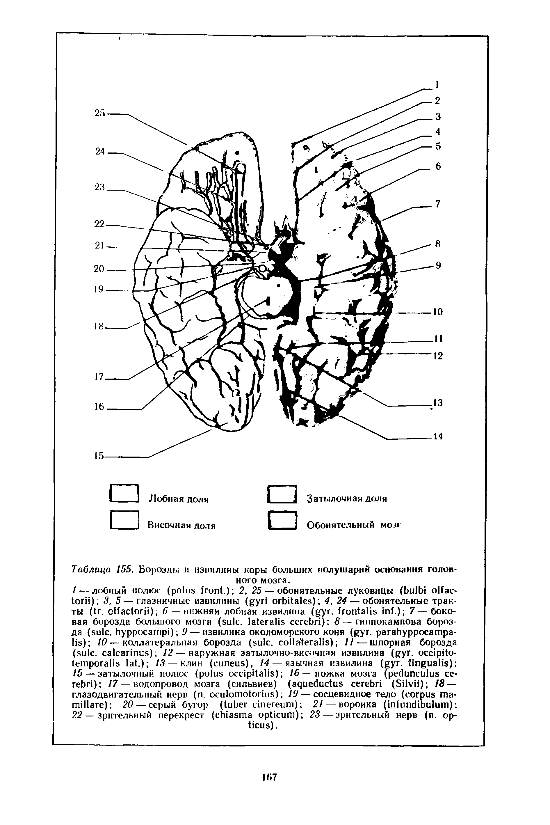 Таблица 155. Борозды и извилины коры больших полушарий основания головного мозга.