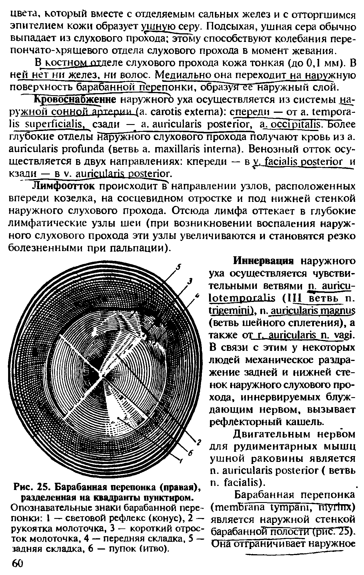 Рис. 25. Барабанная перепонка (правая), разделенная на квадранты пунктиром.