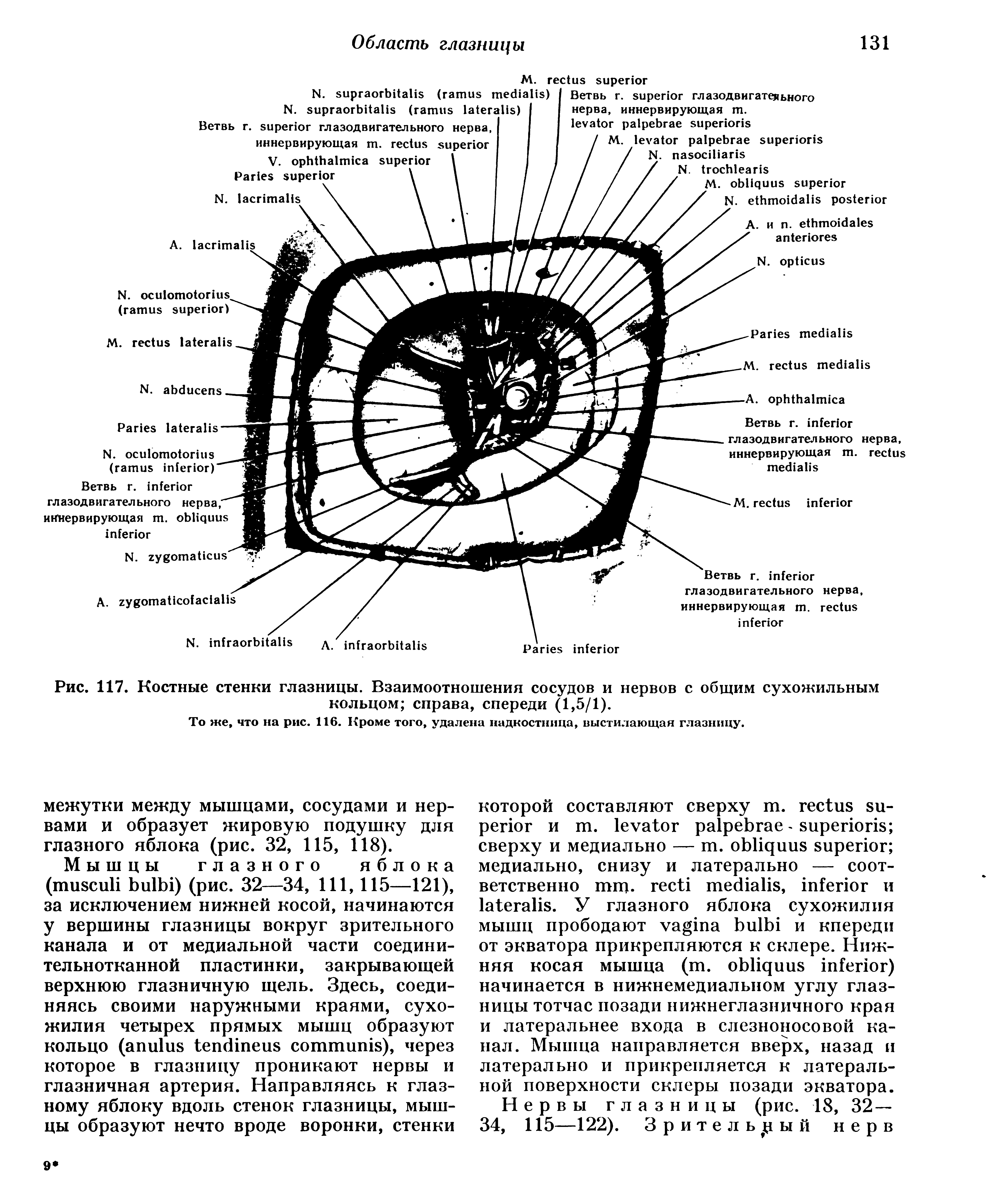 Рис. 117. Костные стенки глазницы. Взаимоотношения сосудов и нервов с общим сухожильным кольцом справа, спереди (1,5/1).