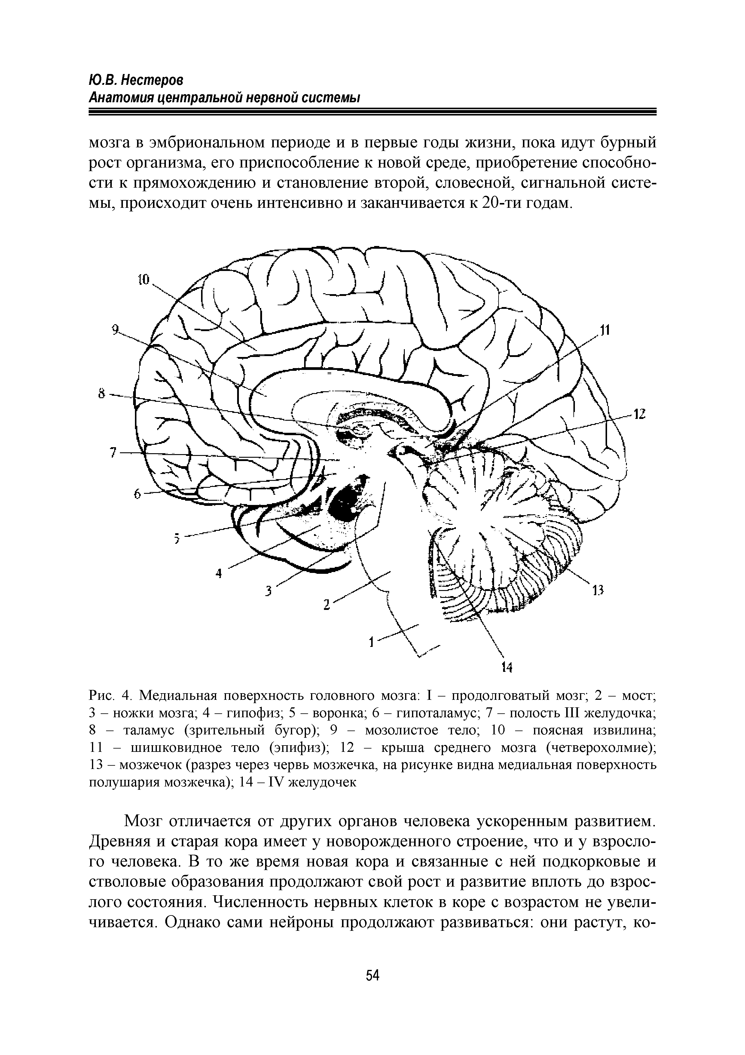 Рис. 4. Медиальная поверхность головного мозга I - продолговатый мозг 2 - мост 3 - ножки мозга 4 - гипофиз 5 - воронка 6 - гипоталамус 7 - полость III желудочка 8 - таламус (зрительный бугор) 9 - мозолистое тело 10 - поясная извилина 11 - шишковидное тело (эпифиз) 12 - крыша среднего мозга (четверохолмие) 13 - мозжечок (разрез через червь мозжечка, на рисунке видна медиальная поверхность полушария мозжечка) 14 - IV желудочек...