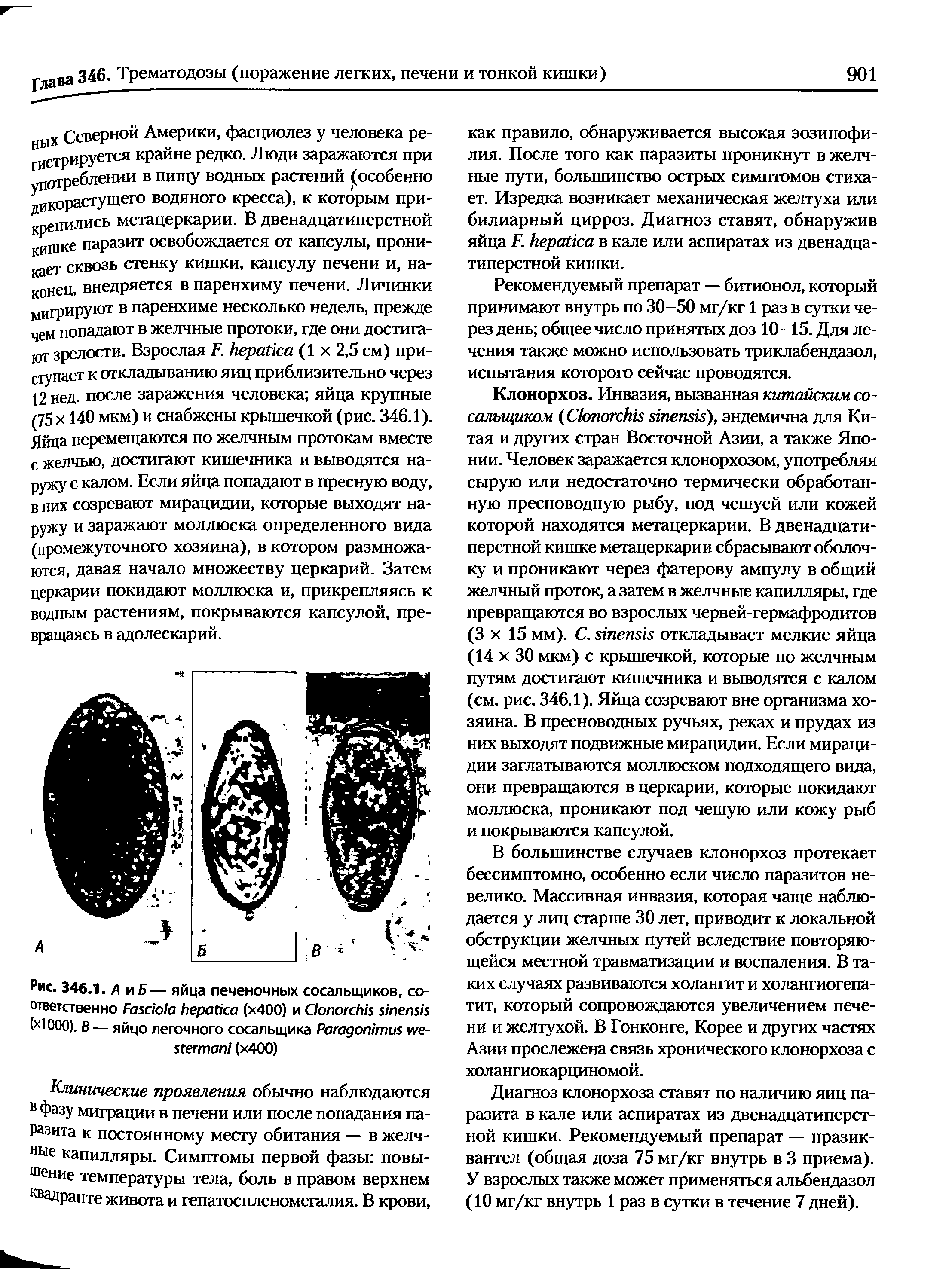 Рис. 346.1. А и Б — яйца печеночных сосальщиков, соответственно F (х400) и C ( ООО). В— яйцо легочного сосальщика P - (х400)...