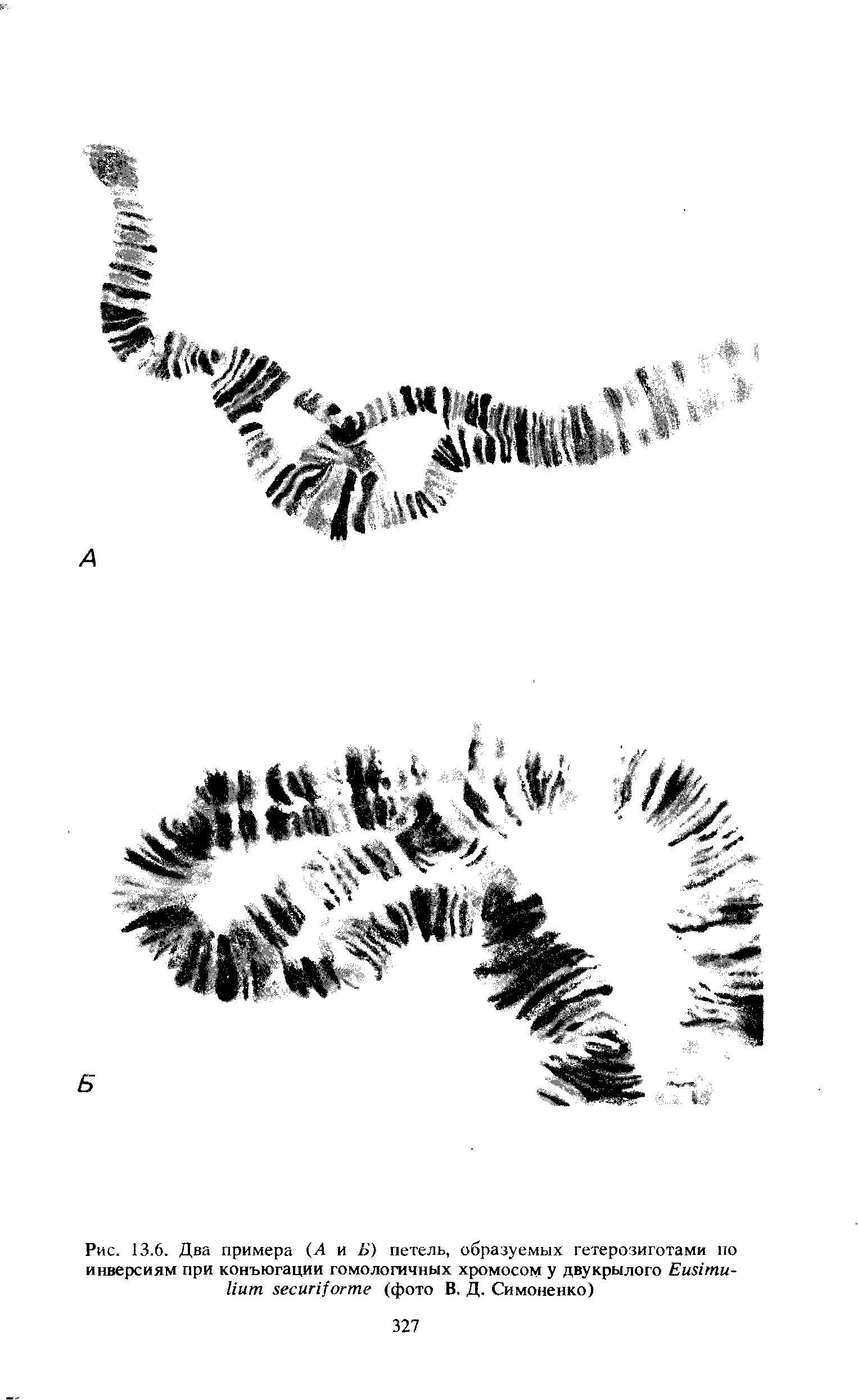 Рис. 13.6. Два примера (А и Б) петель, образуемых гетерозиготами но инверсиям при конъюгации гомологичных хромосом У двукрылого E - (фото В. Д. Симоненко)...