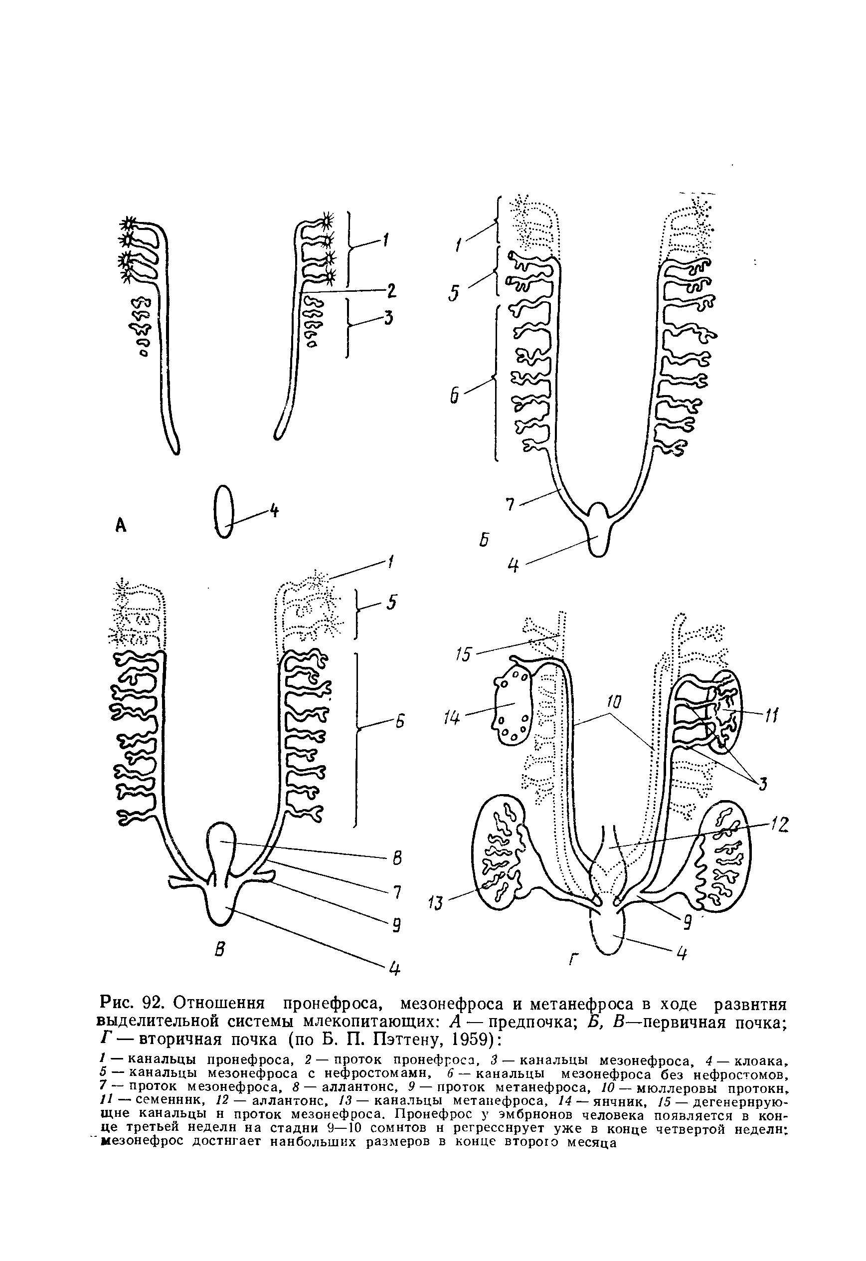 Рис. 92. Отношения пронефроса, мезонефроса и метанефроса в ходе развития выделительной системы млекопитающих А — предпочка Б, В—первичная почка Г — вторичная почка (по Б. П. Пэттену, 1959) ...