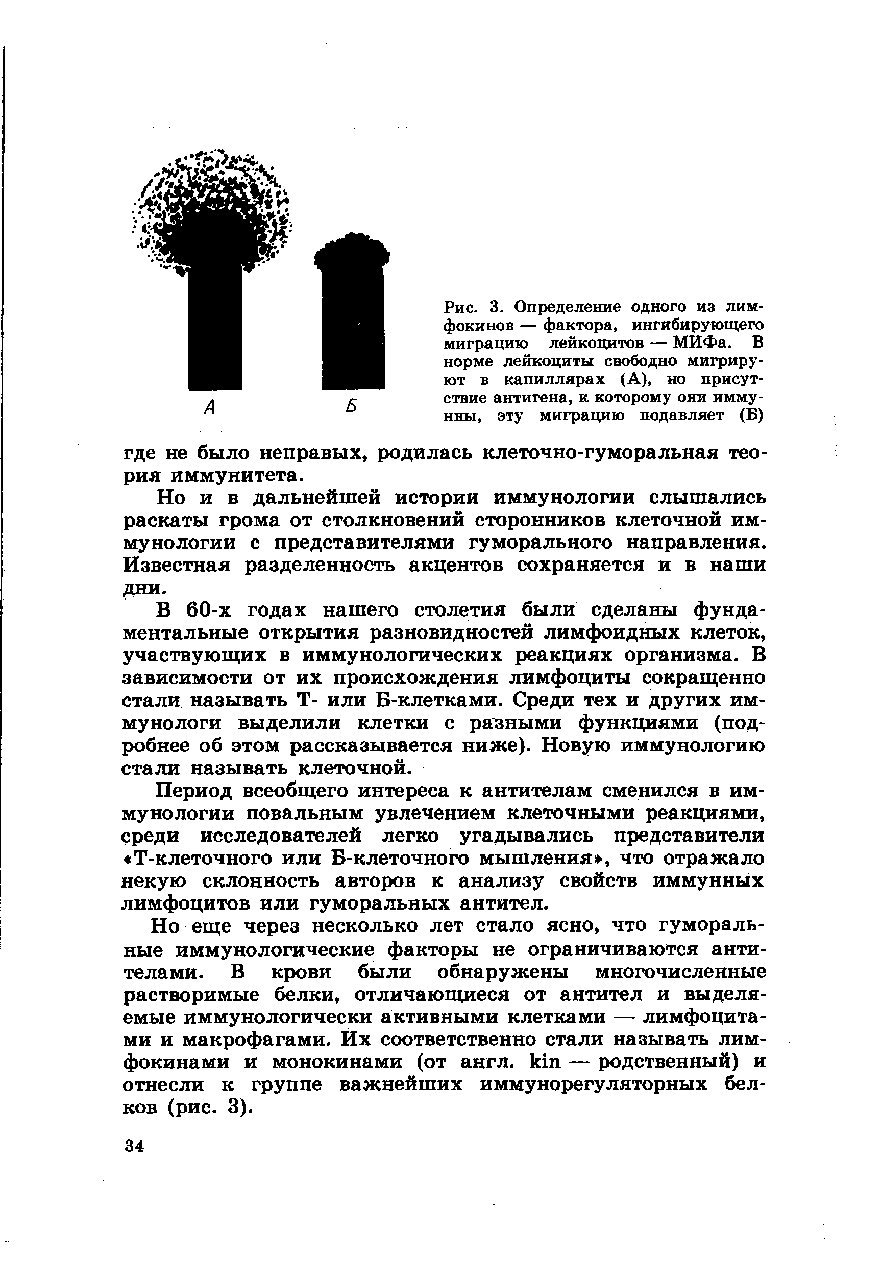 Рис. 3. Определение одного из лим-фокинов — фактора, ингибирующего миграцию лейкоцитов — МИФа. В норме лейкоциты свободно мигрируют в капиллярах (А), но присутствие антигена, к которому они имму-нны, эту миграцию подавляет (Б)...