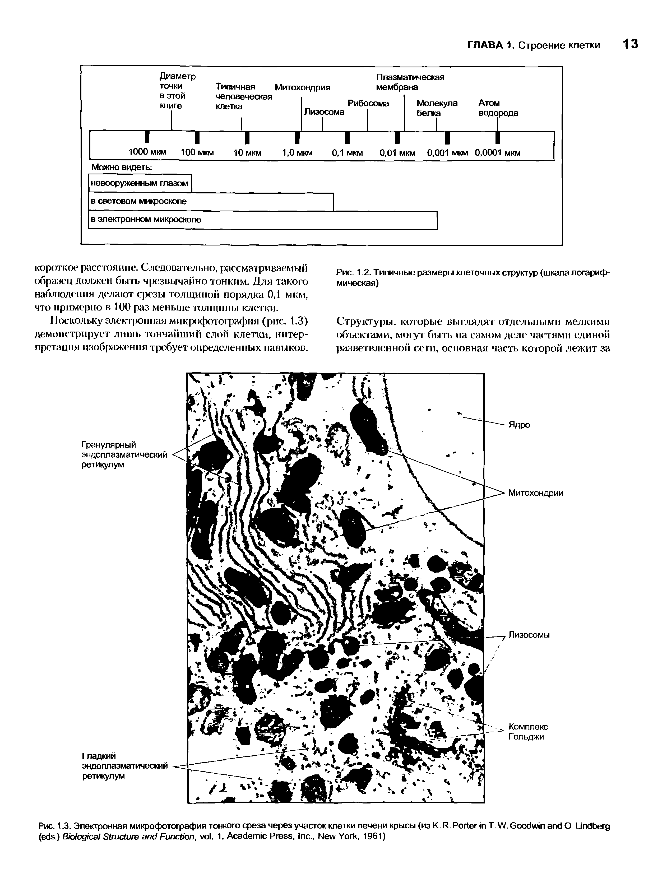 Рис. 1.2. Типичные размеры клеточных структур (шкала логарифмическая)...