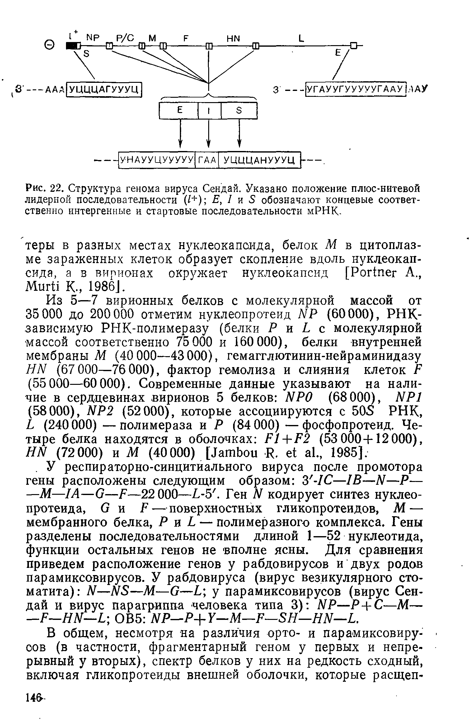 Рис. 22. Структура генома вируса Сендай. Указано положение плюс-нитевой лидерной последовательности (/+) Е, I и 5 обозначают концевые соответственно интергенные и стартовые последовательности мРНК-...