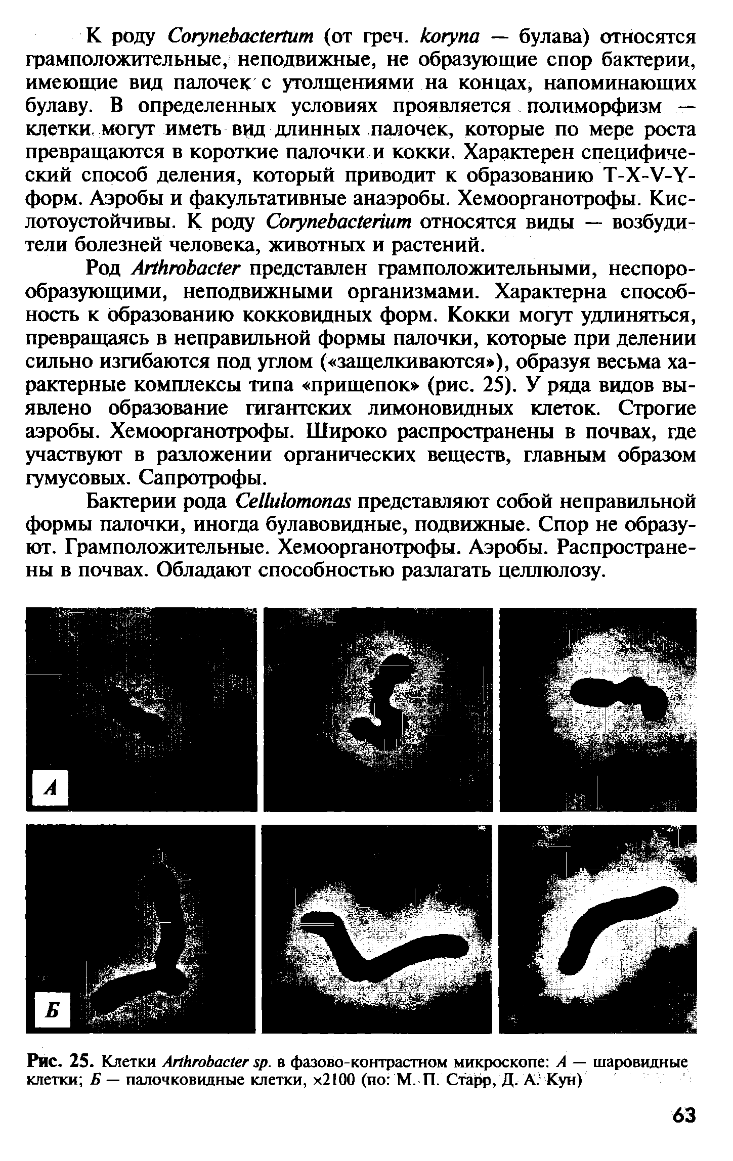 Рис. 25. Клетки АпИгоЬааег р. в фазово-контрастном микроскопе А — шаровидные клетки Б— палочковидные клетки, х2100 (по М. П. Сттфр, Д. А Кун)...