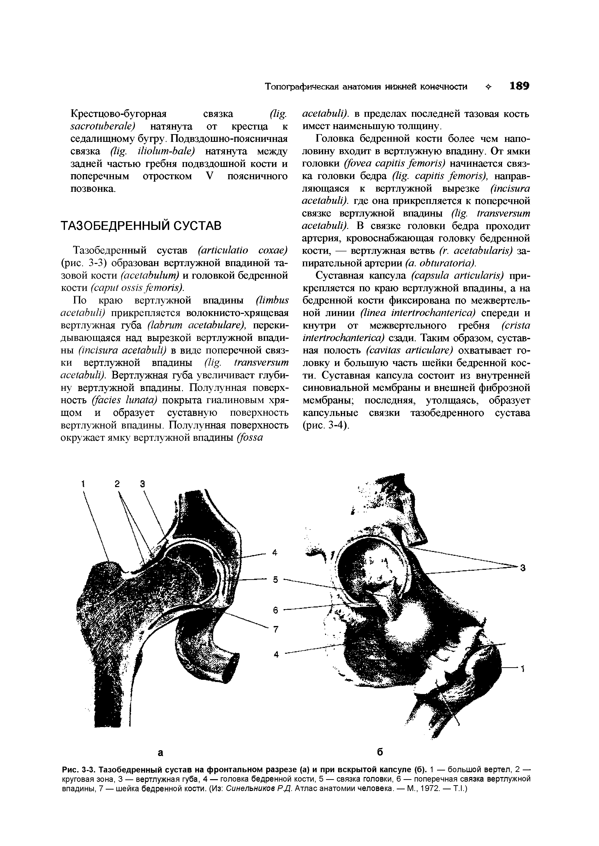 Рис. 3-3. Тазобедренный сустав на фронтальном разрезе (а) и при вскрытой капсуле (б). 1 — большой вертел, 2 — круговая зона, 3 — вертлужная губа, 4 — головка бедренной кости, 5 — связка головки, 6 — поперечная связка вертлужной впадины, 7 — шейка бедренной кости. (Из Синельников Р.Д. Атлас анатомии человека. — М., 1972. — Т.1.)...